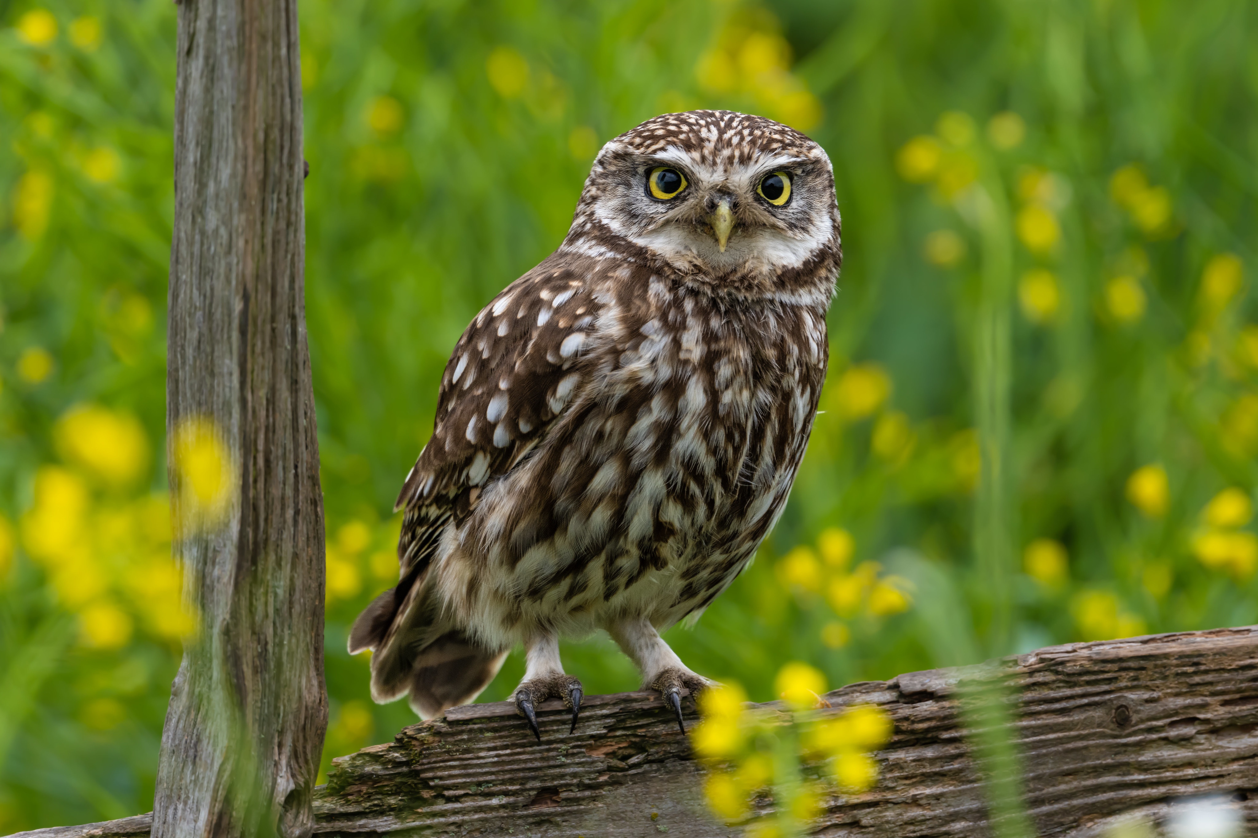 Free download wallpaper Birds, Owl, Animal on your PC desktop