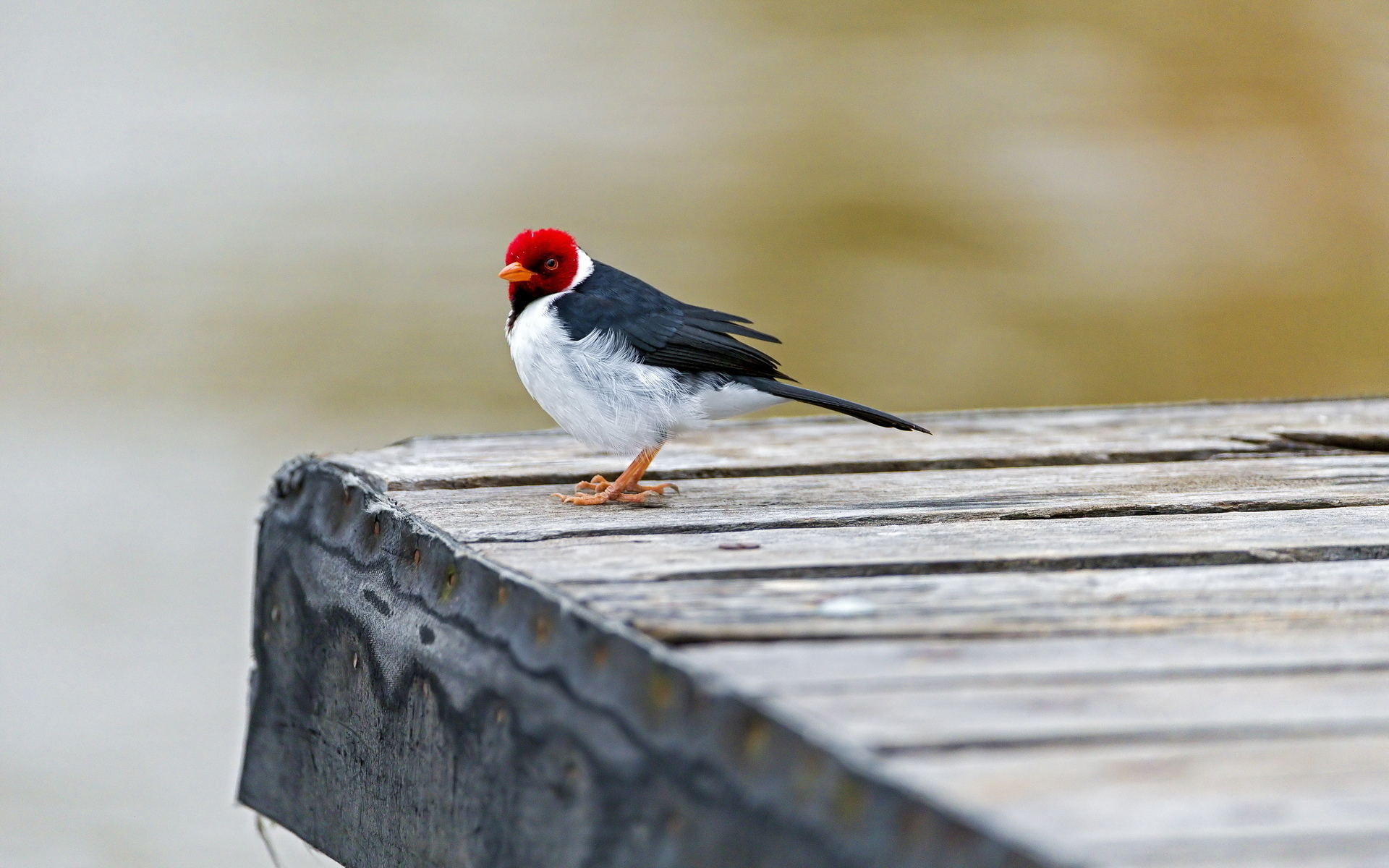 Free download wallpaper Bird, Animal on your PC desktop