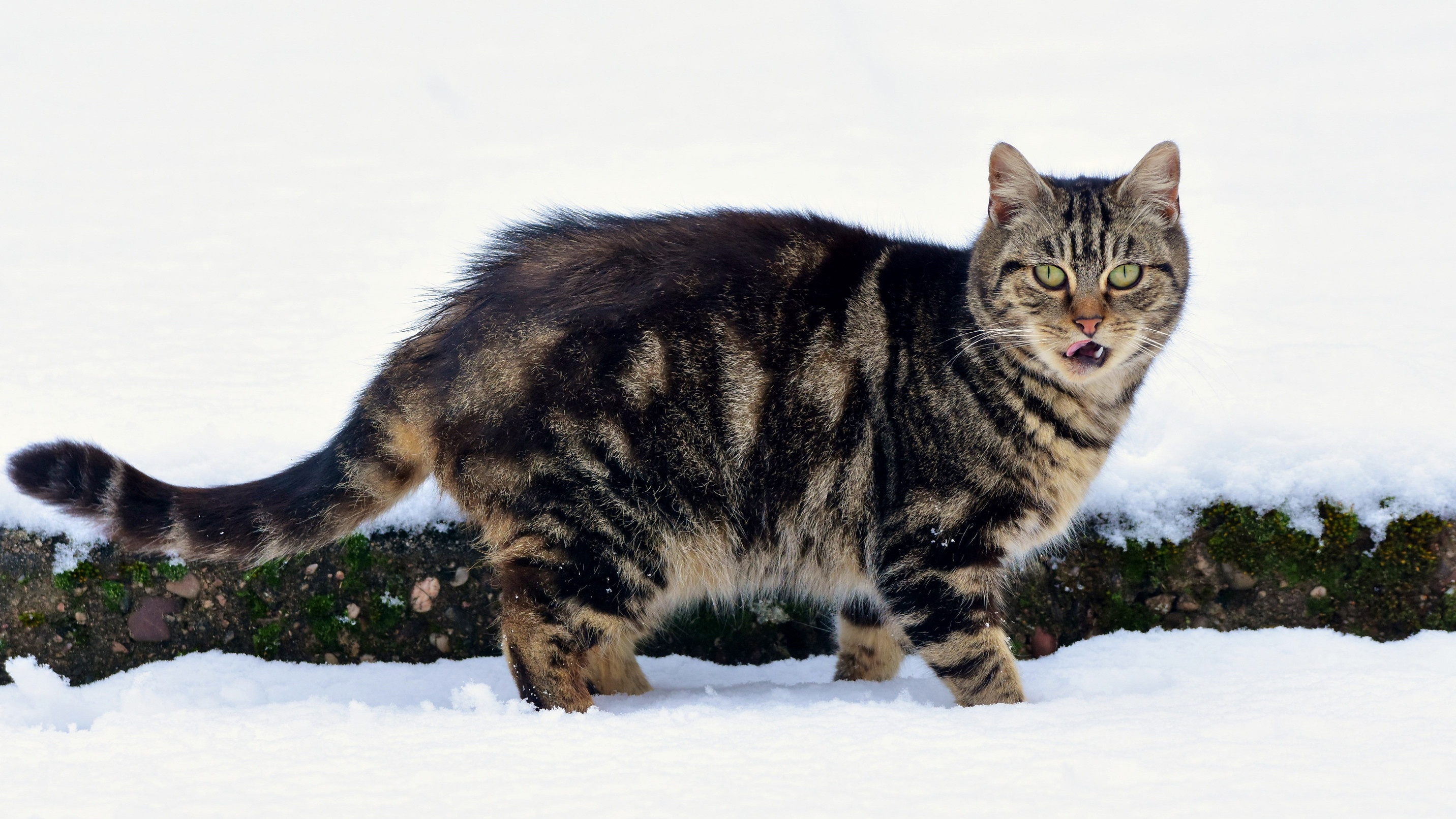 Laden Sie das Tiere, Katzen, Schnee, Katze-Bild kostenlos auf Ihren PC-Desktop herunter