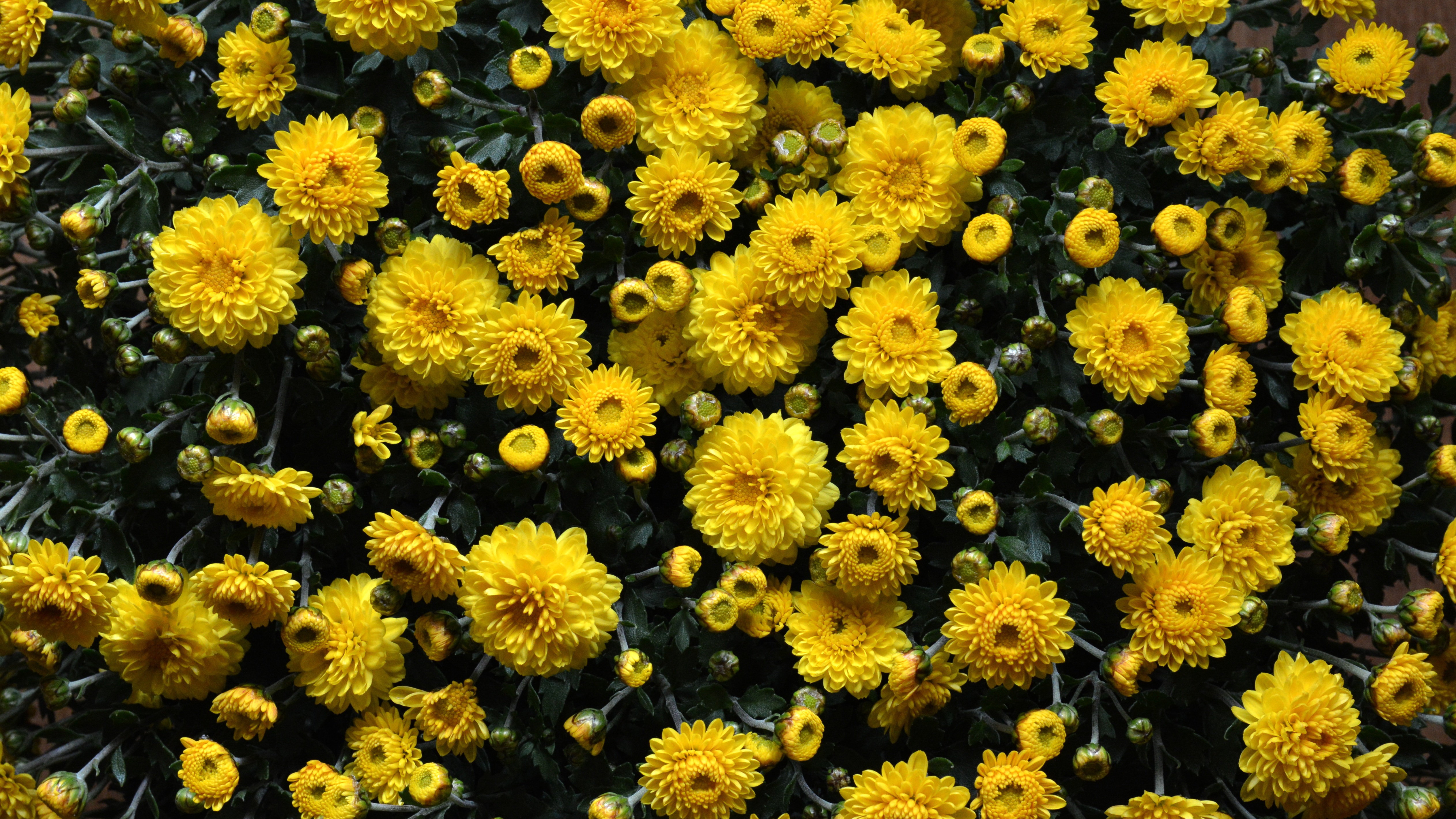 Скачати мобільні шпалери Квітка, Земля, Хризантема, Жовта Квітка, Флауерзи безкоштовно.