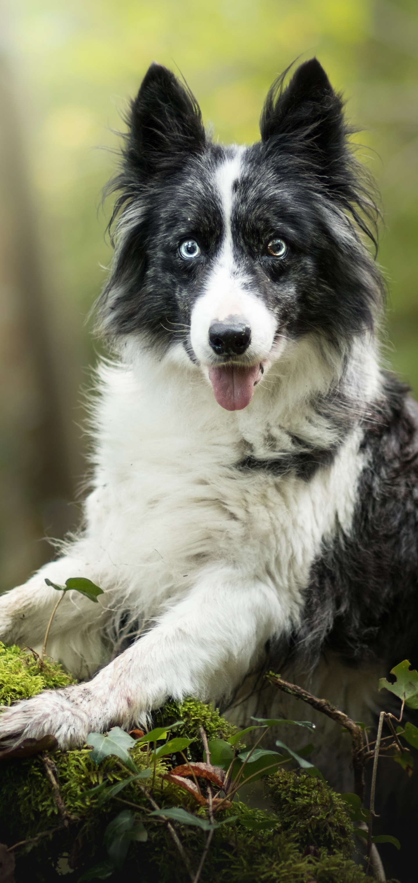 Free download wallpaper Dogs, Dog, Animal, Border Collie, Depth Of Field on your PC desktop