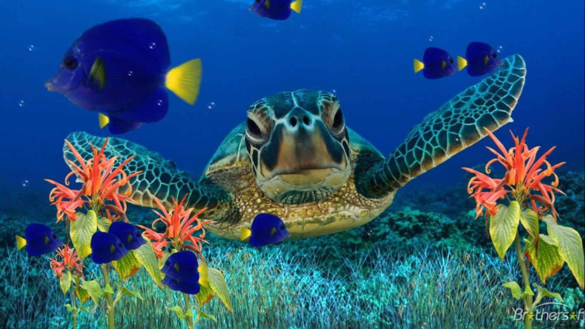 1502108 descargar fondo de pantalla animales, tortuga marina, pez, océano, planta, mar, submarino: protectores de pantalla e imágenes gratis