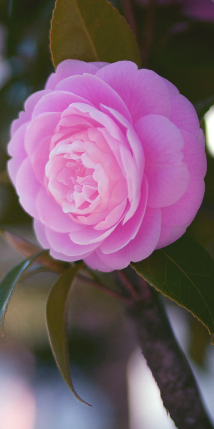 Download mobile wallpaper Flowers, Flower, Earth, Camellia for free.