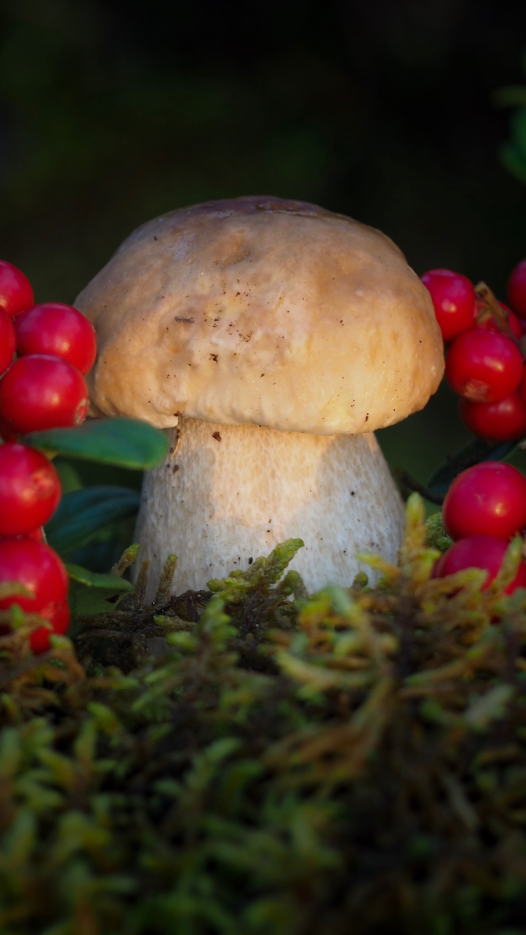 Téléchargez des papiers peints mobile Baie, Champignon, Mousse, Terre/nature gratuitement.