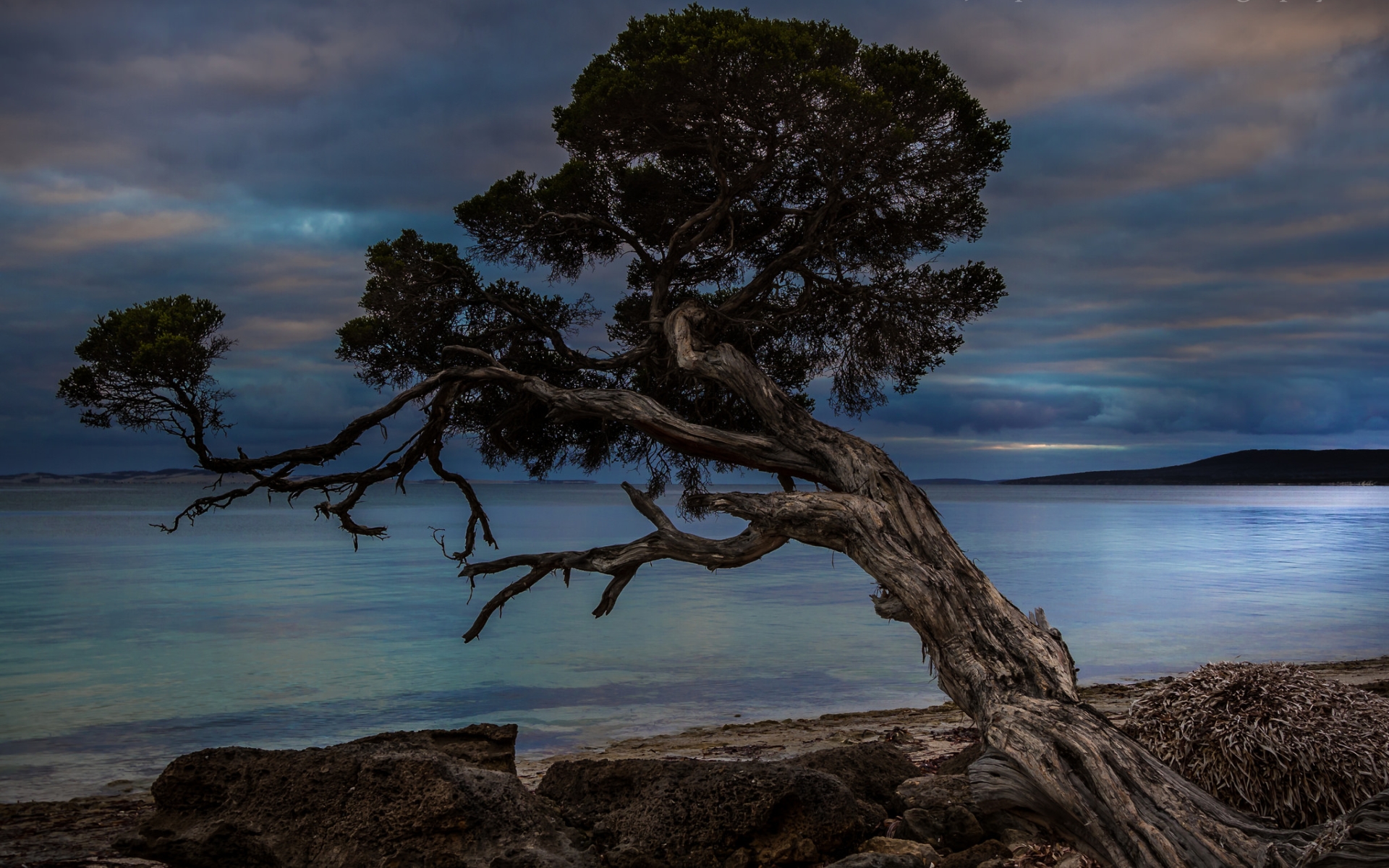 Free download wallpaper Earth, Twisted Tree on your PC desktop
