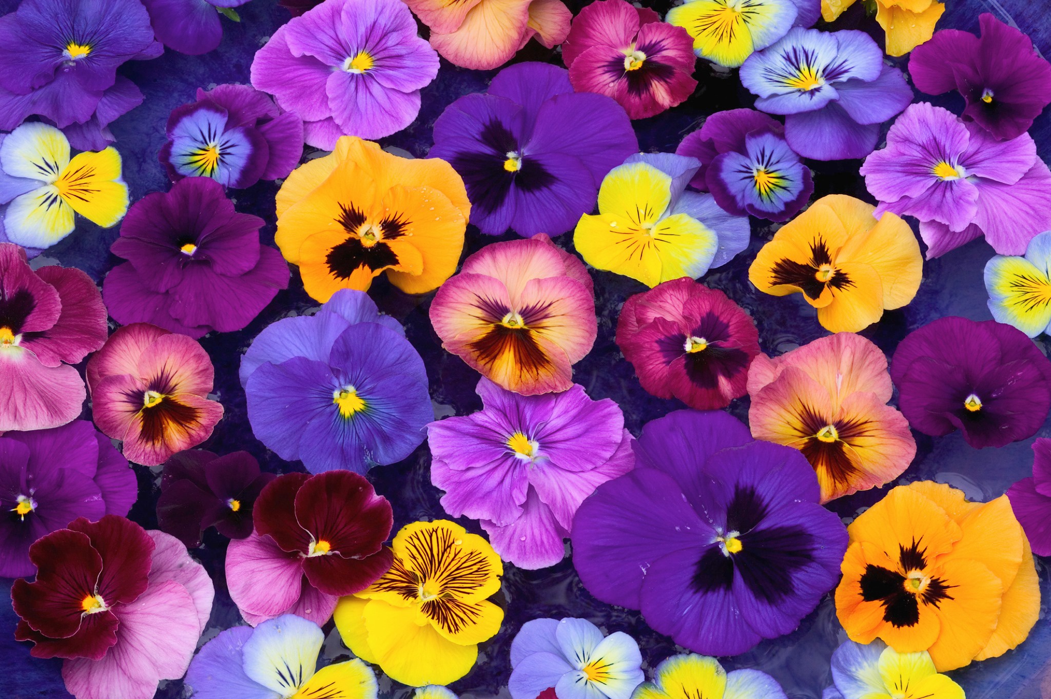 Laden Sie das Blumen, Stiefmütterchen, Blume, Erde/natur-Bild kostenlos auf Ihren PC-Desktop herunter