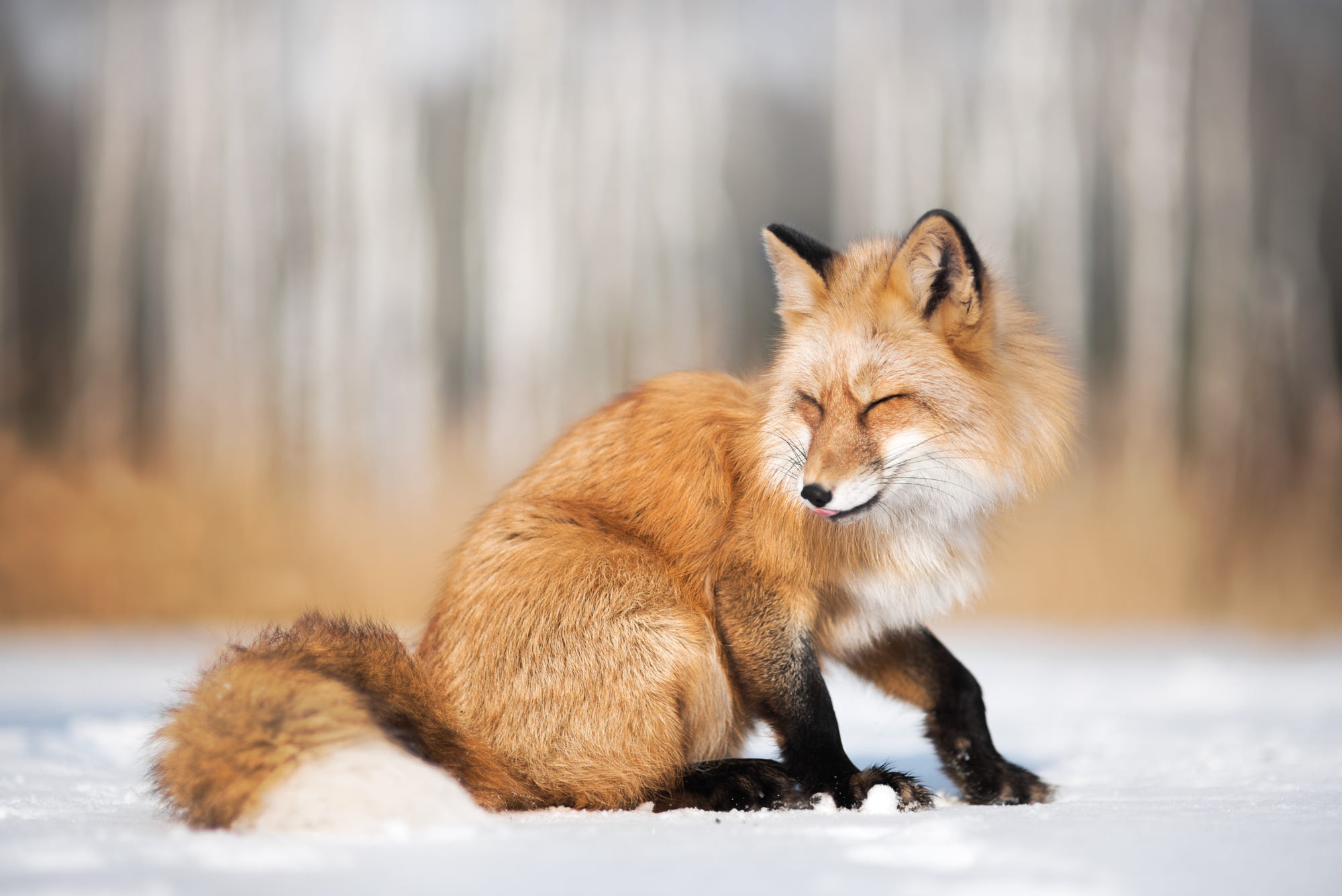 PCデスクトップに動物, 冬, 雪, 狐, 被写界深度画像を無料でダウンロード