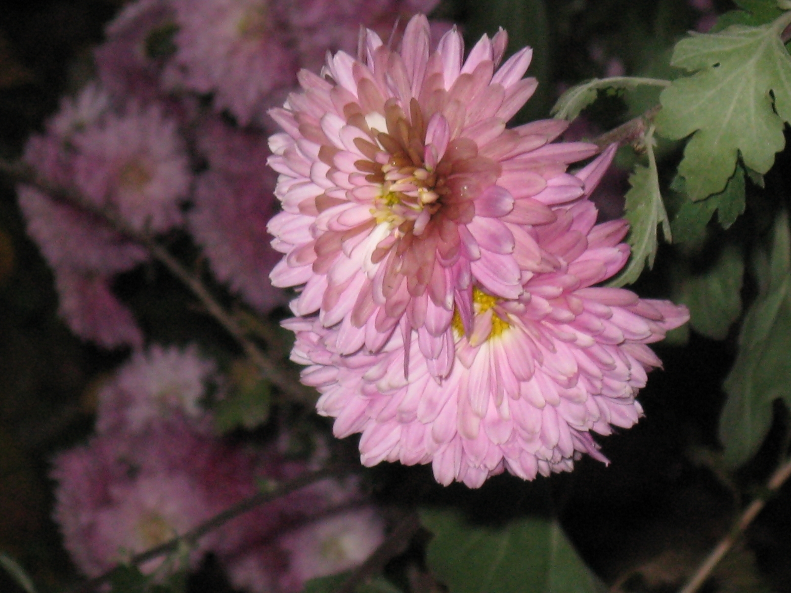Descarga gratis la imagen Plantas, Flores, Crisantemo en el escritorio de tu PC