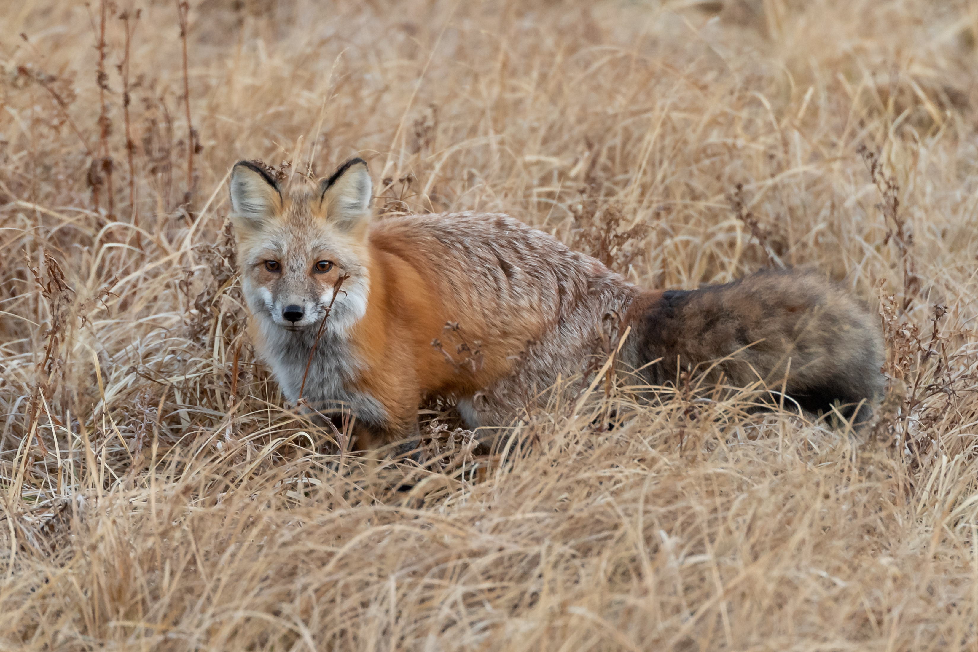 Download mobile wallpaper Animals, Grass, Animal, Brown, Wildlife, Fox for free.