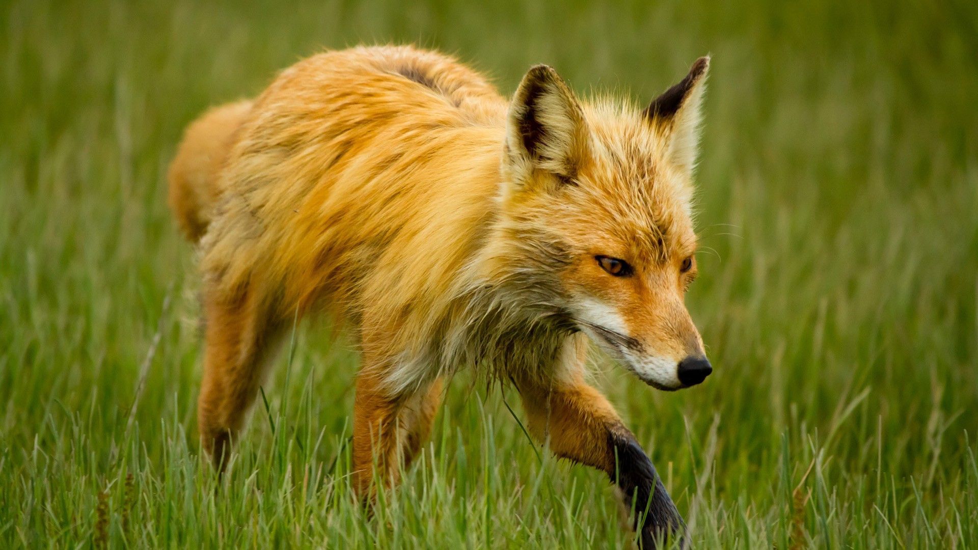 Free download wallpaper Grass, Stroll, Animals, Fox on your PC desktop