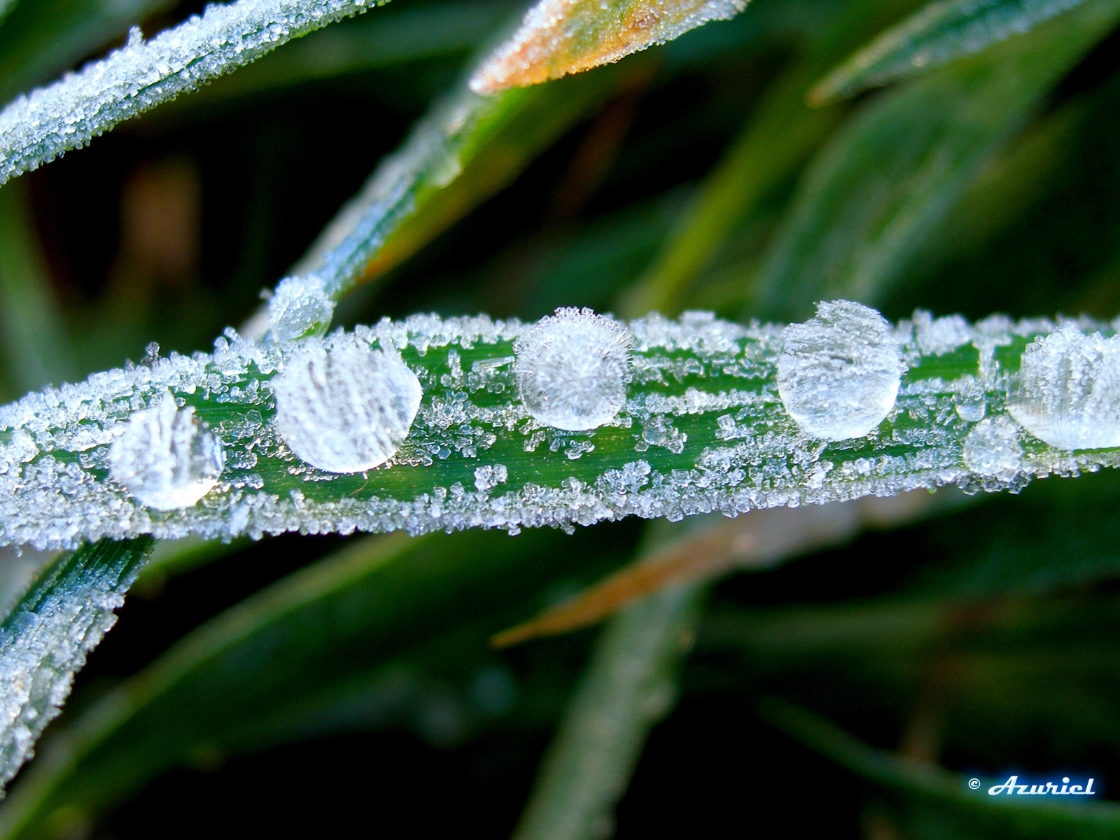 Free download wallpaper Plants, Ice on your PC desktop