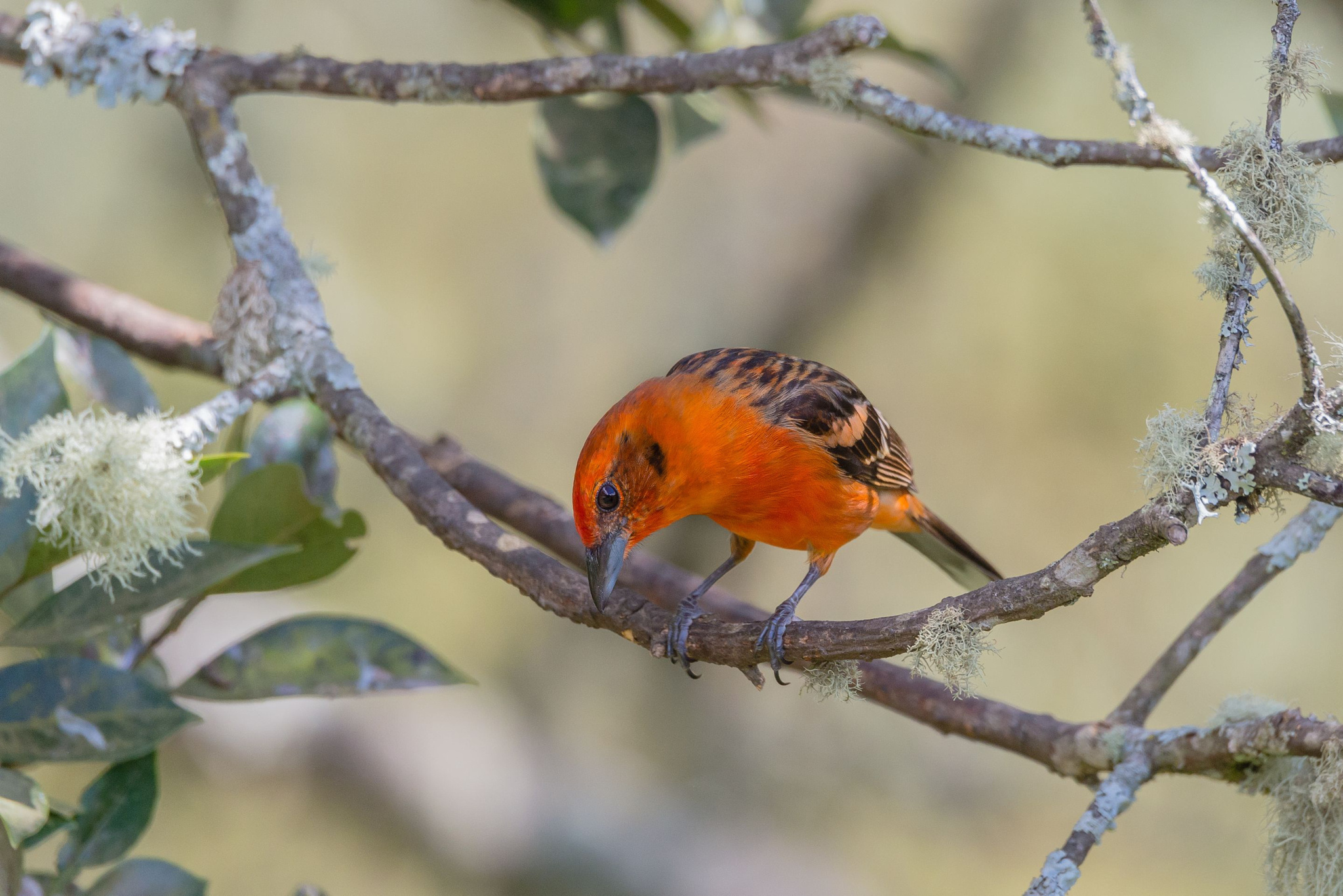 Download mobile wallpaper Birds, Bird, Branch, Animal, Cardinal for free.