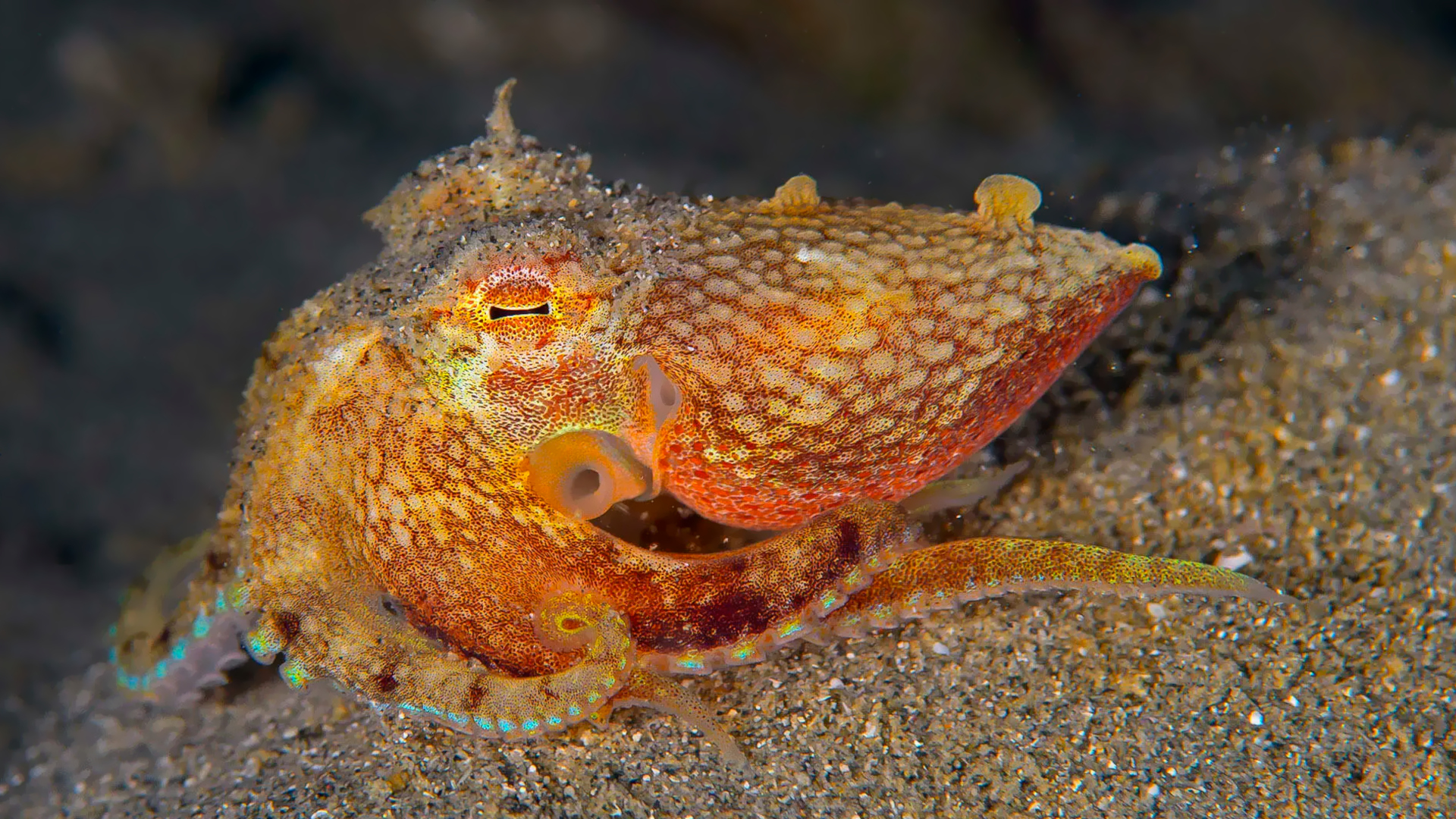 animal, octopus, sand HD for desktop 1080p