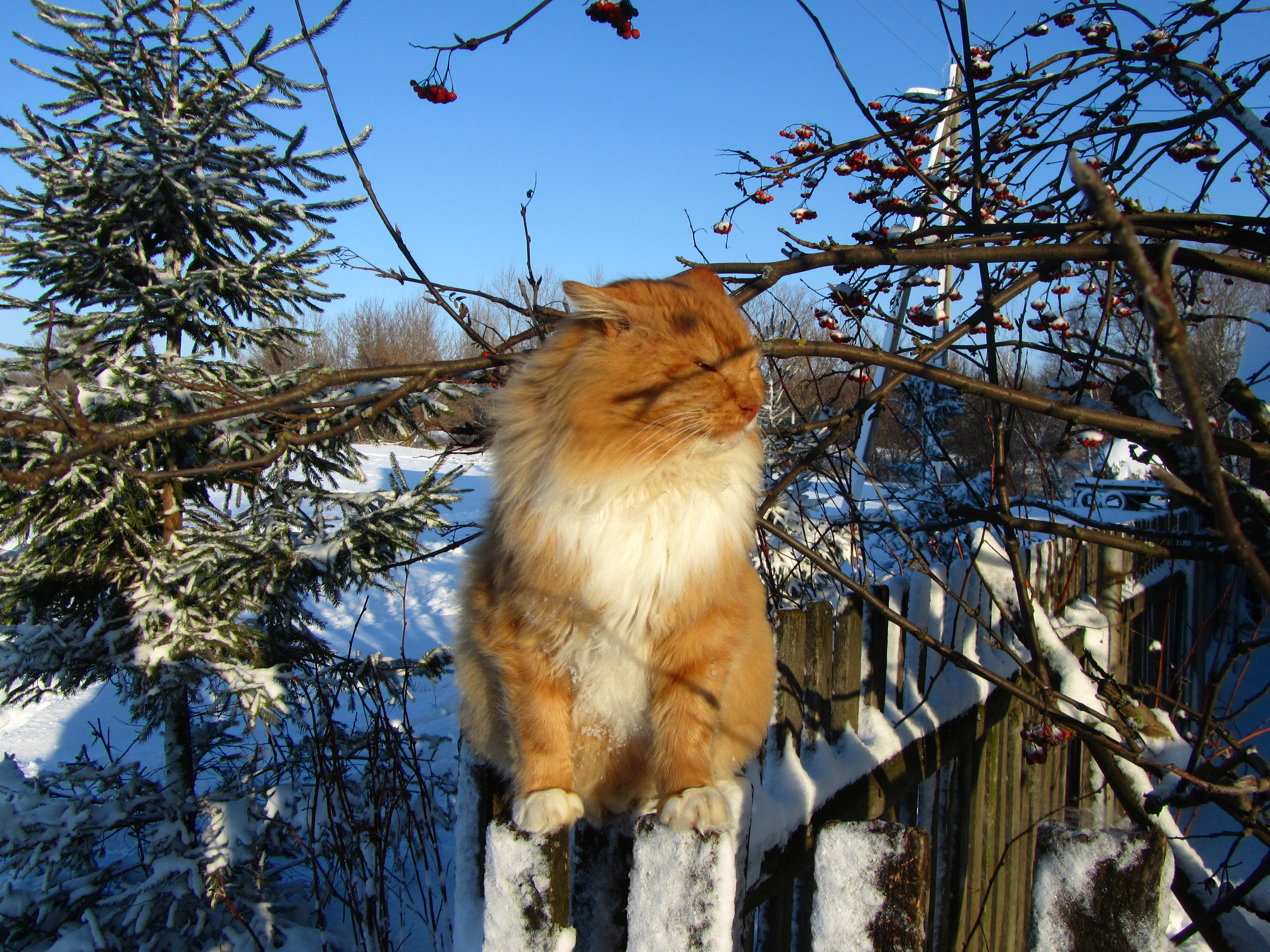 Handy-Wallpaper Tiere, Katze kostenlos herunterladen.