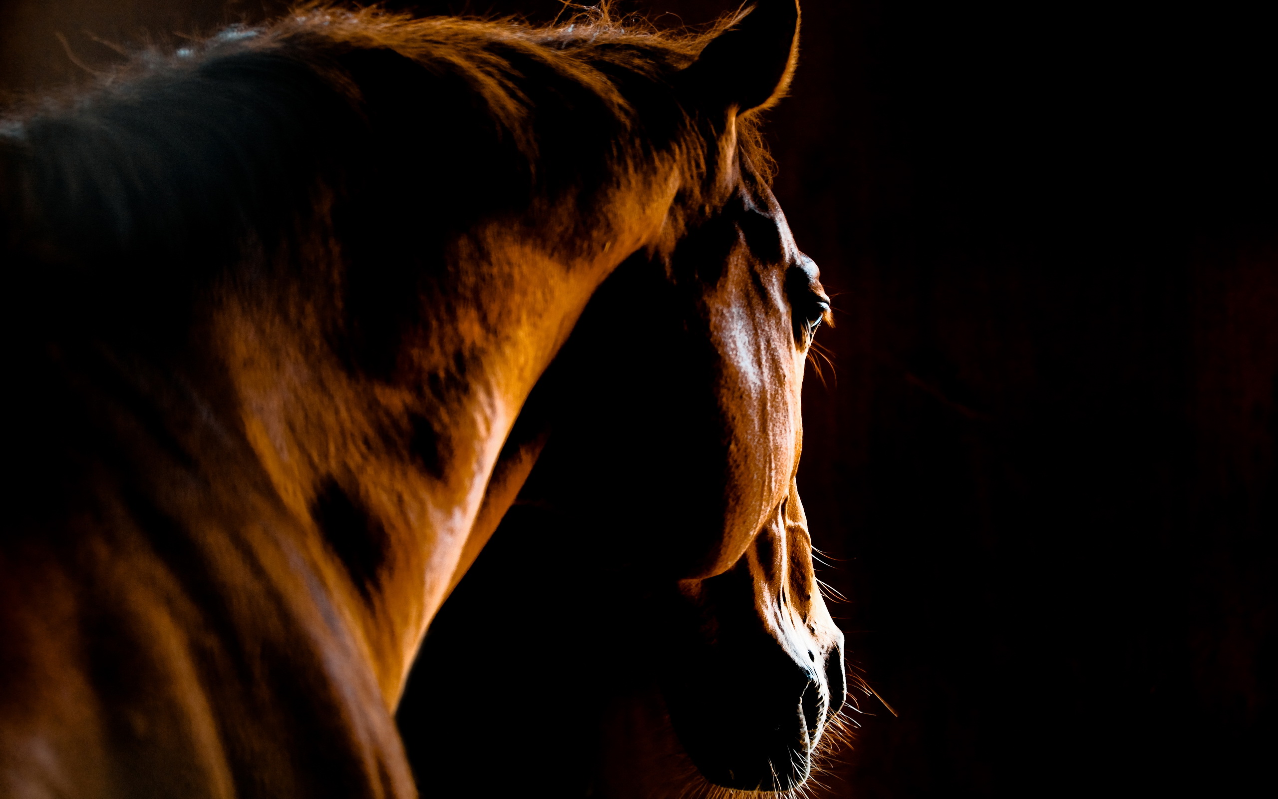 Free download wallpaper Animal, Horse on your PC desktop