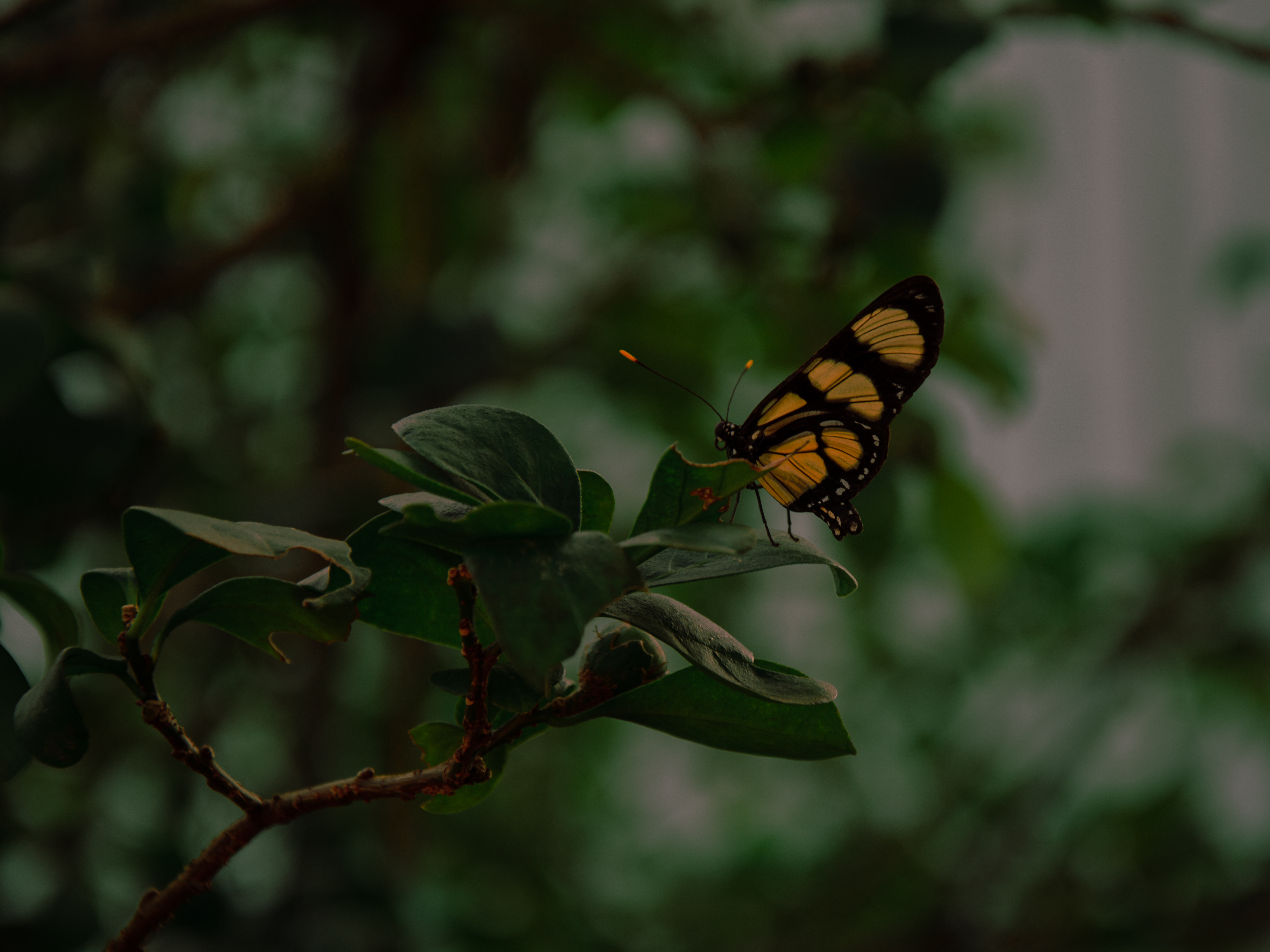 PCデスクトップに葉, 大きい, マクロ, 黒い, バタフライ, 黄色, 蝶, 昆虫画像を無料でダウンロード