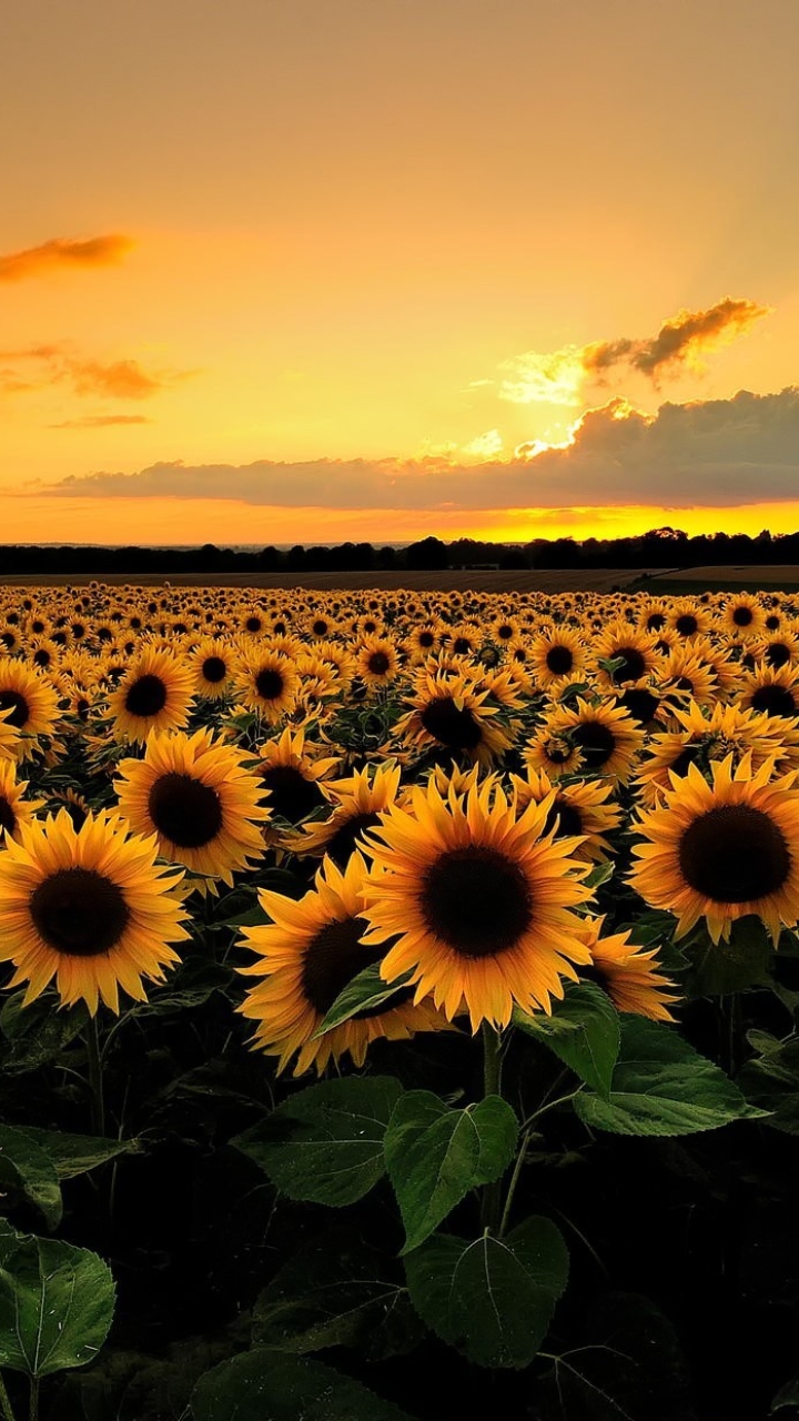 Descarga gratuita de fondo de pantalla para móvil de Girasol, Flores, Tierra/naturaleza.