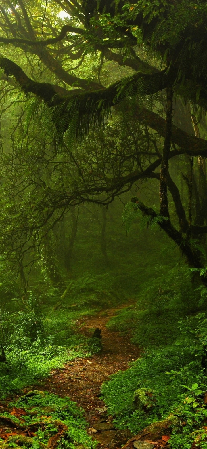 Скачать картинку Дорога, Лес, Зелень, Дорожка, Земля/природа в телефон бесплатно.