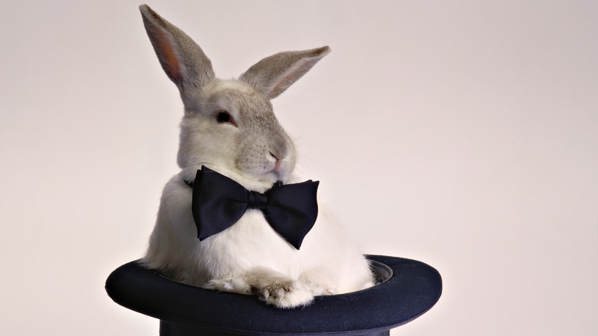 animals, rabbits Image for desktop
