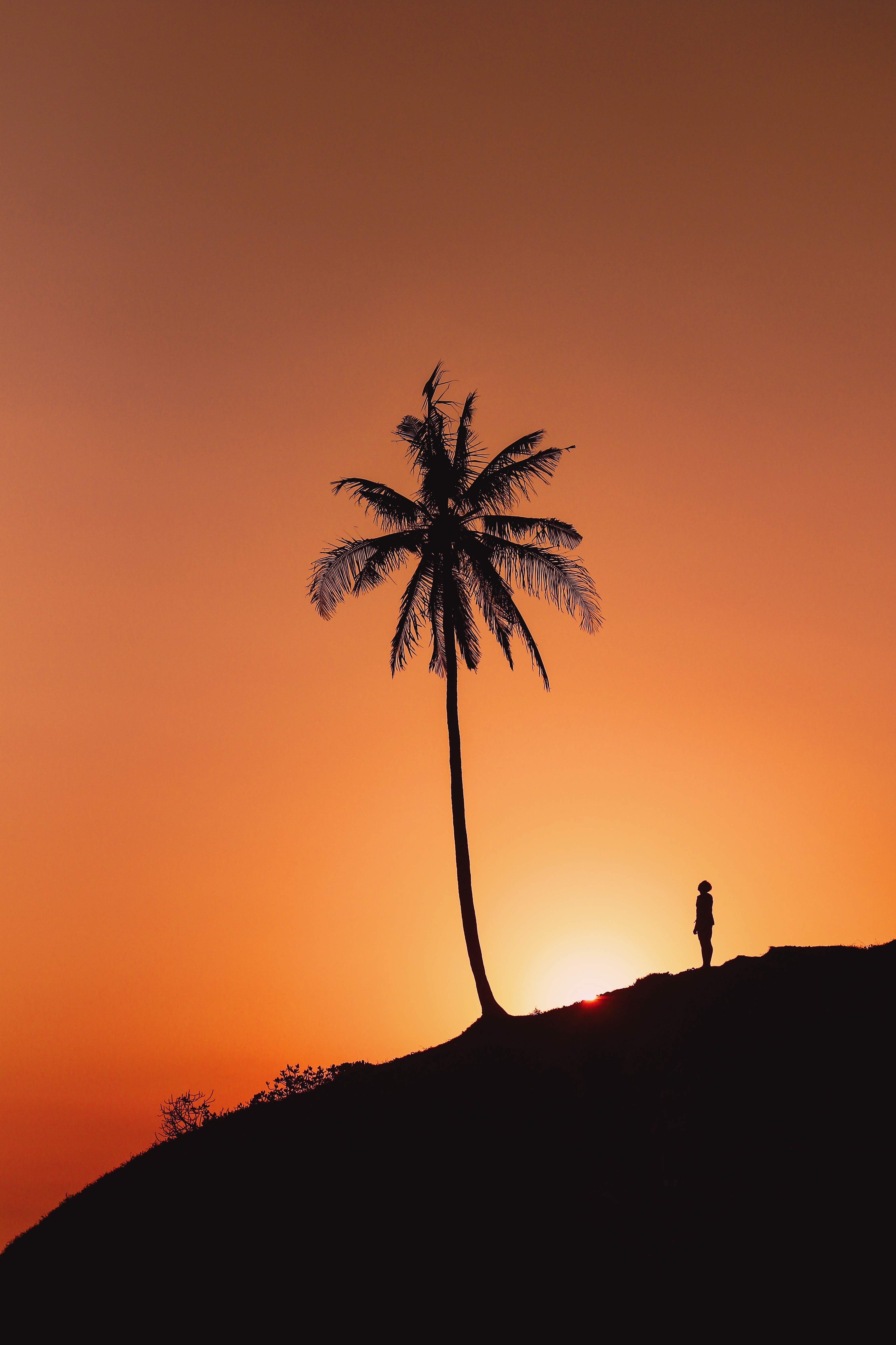 Download mobile wallpaper Hill, Palm, Sunset, Silhouette, Dark for free.