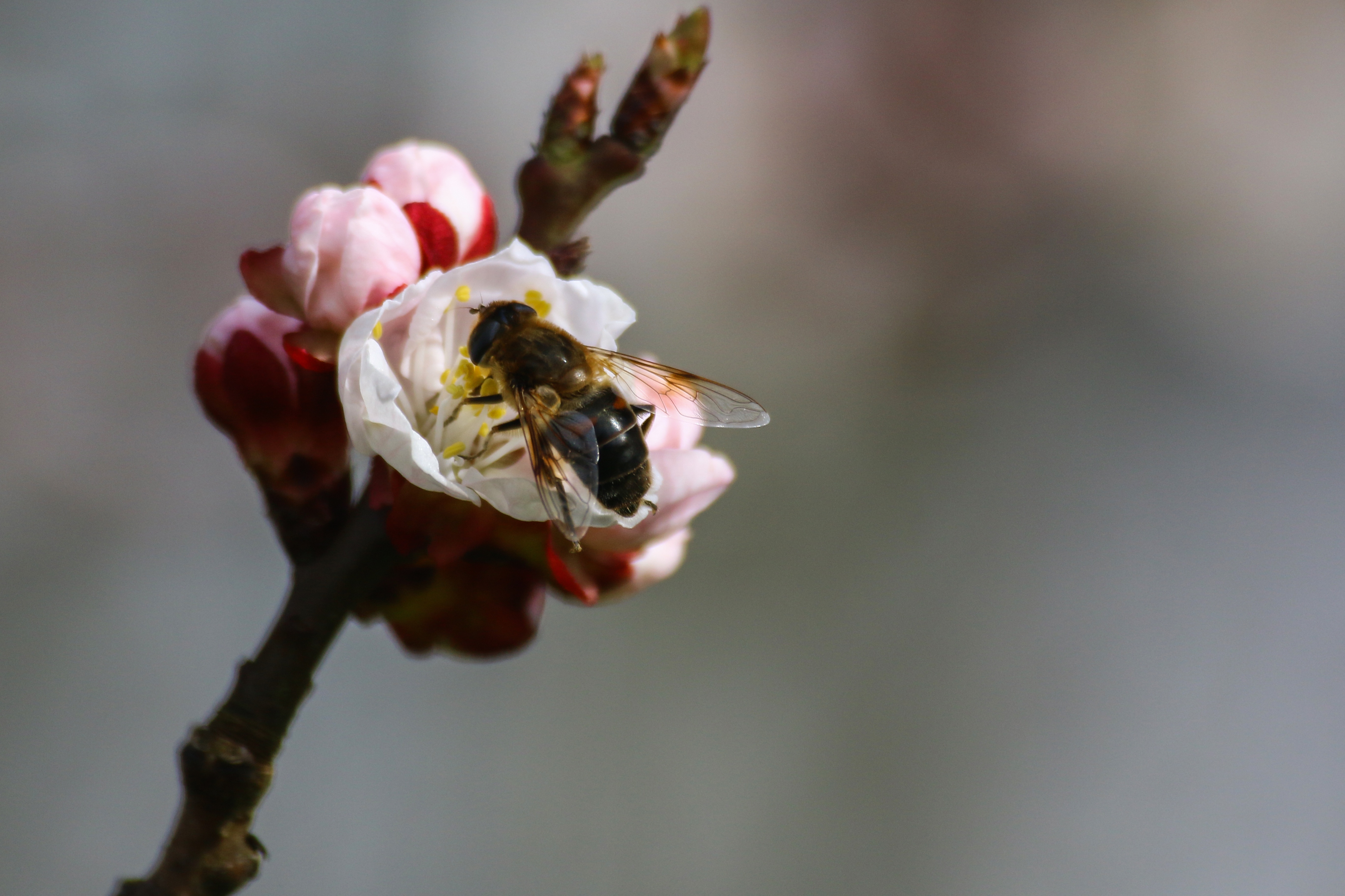 Скачать картинку Пчела, Опыление, Ветка, Макро, Весна в телефон бесплатно.