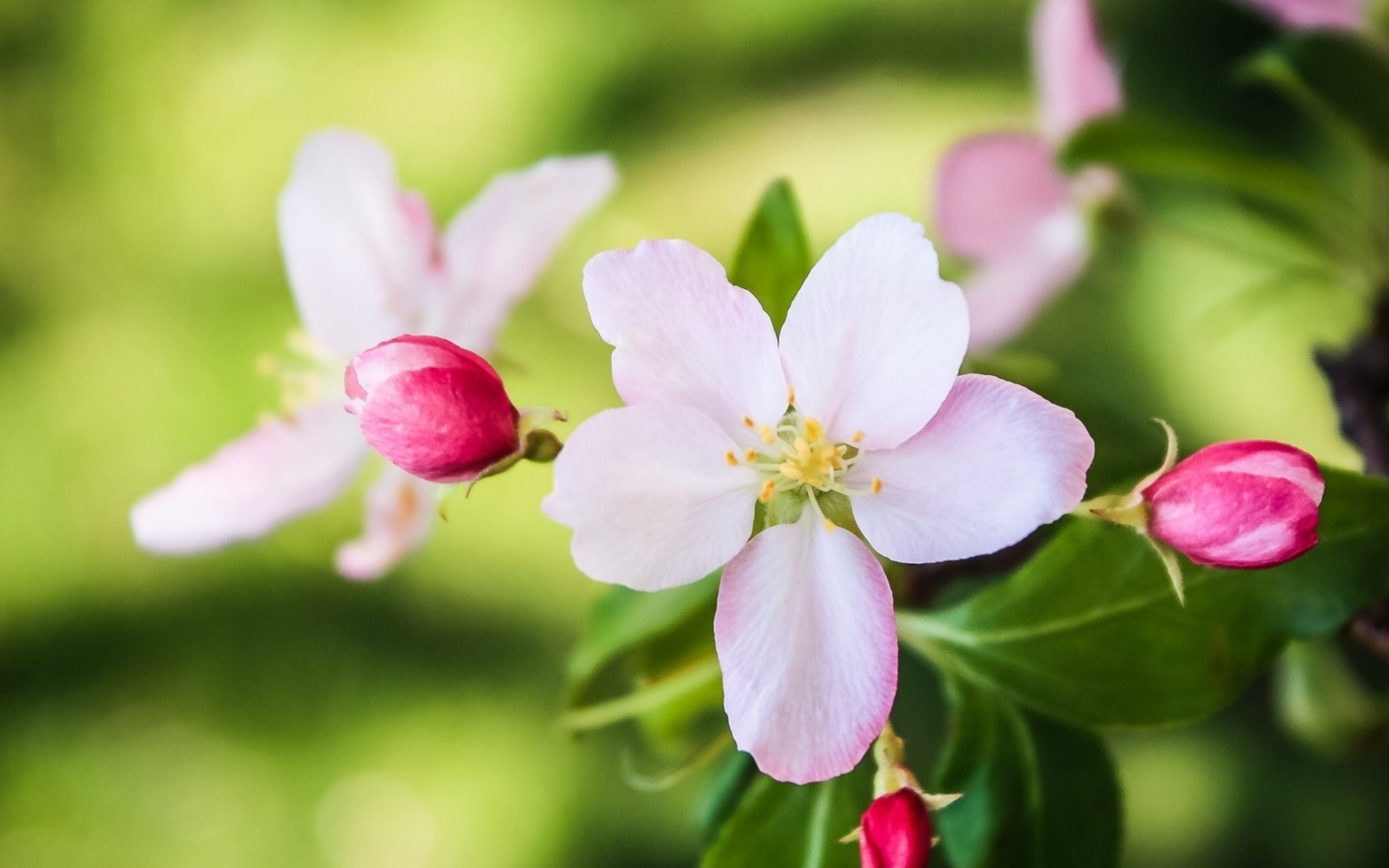 Descarga gratuita de fondo de pantalla para móvil de Flores, Flor, Tierra/naturaleza.