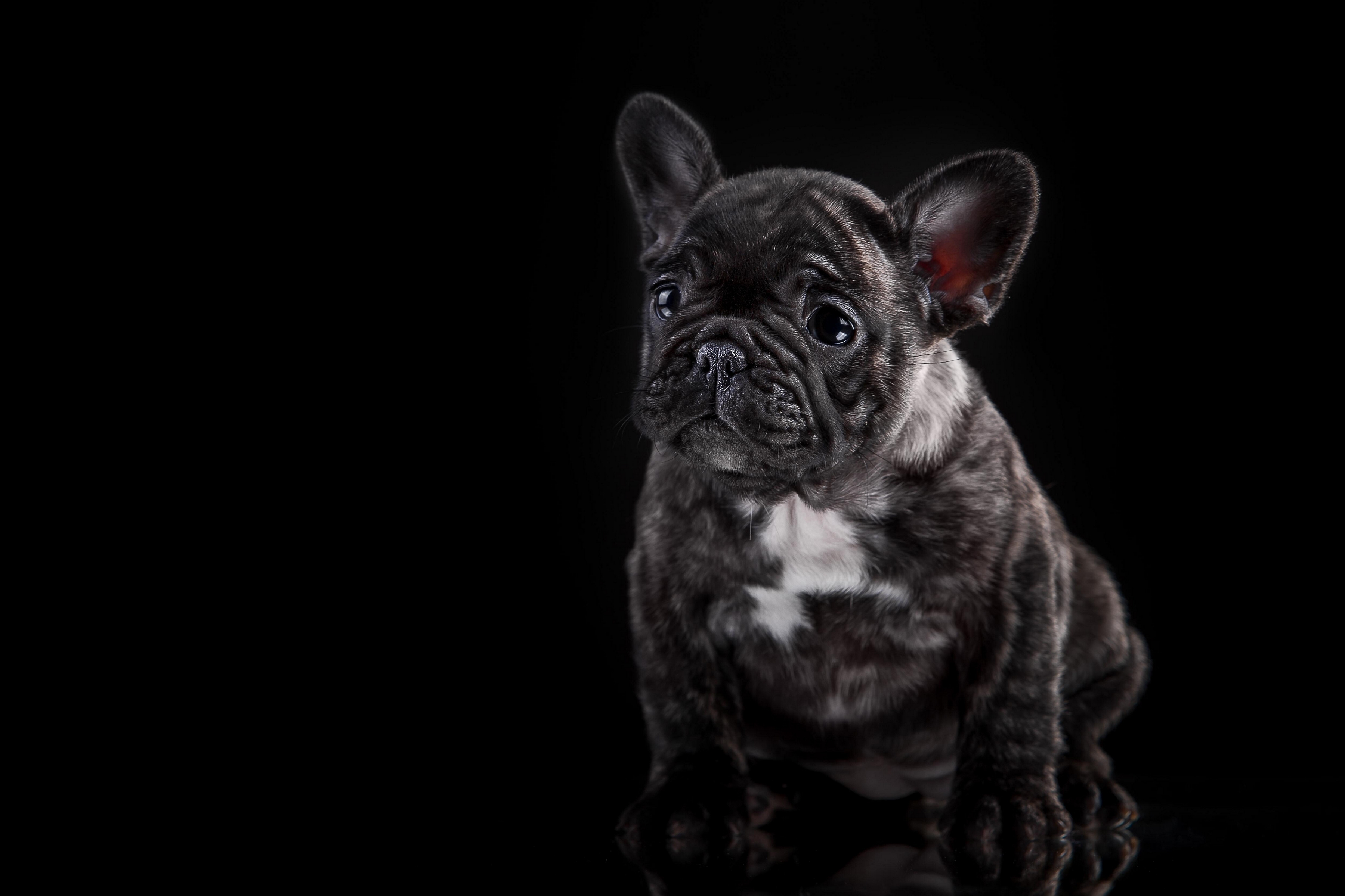 114308壁紙のダウンロード犬, 暗い, 闇, 子犬, フレンチ・ブルドッグ, フレンチブルドッグ-スクリーンセーバーと写真を無料で