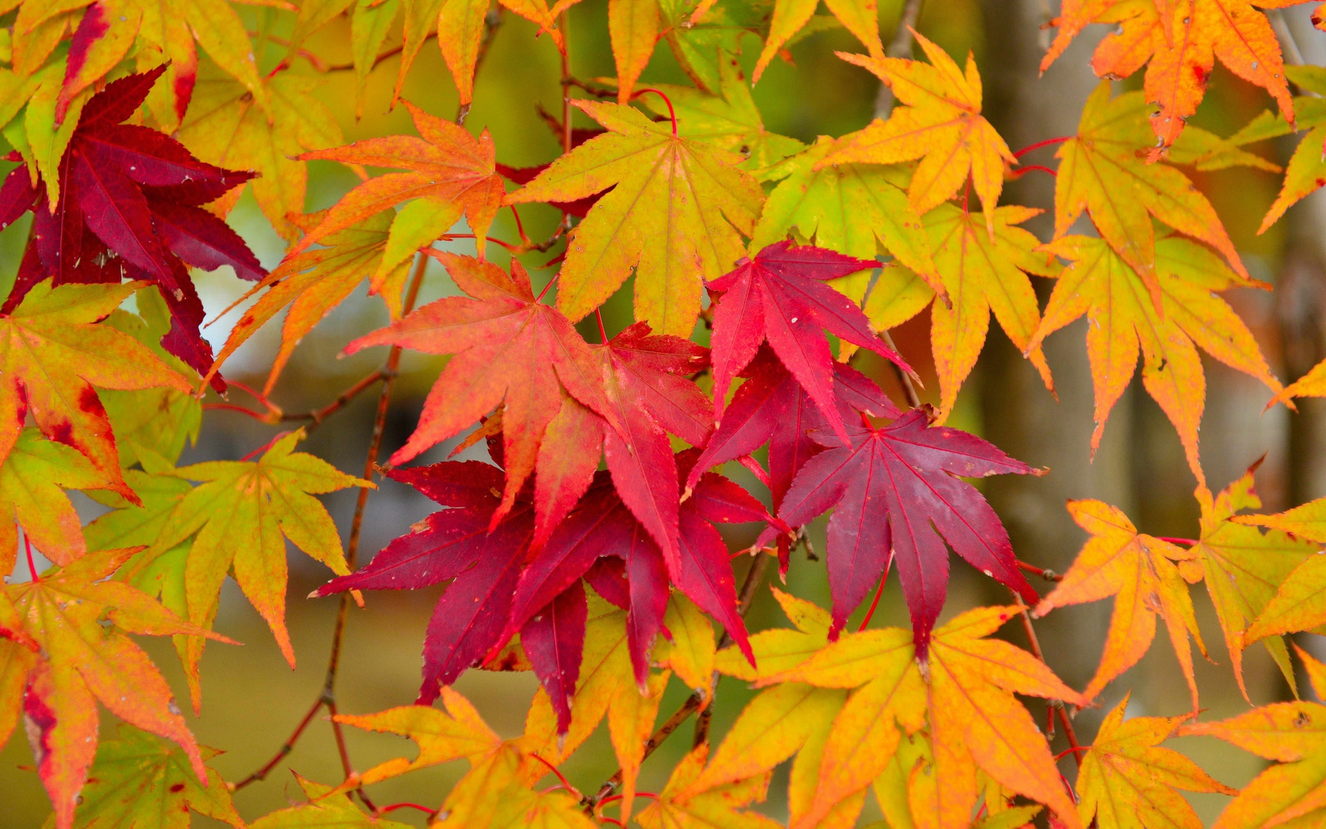 Laden Sie das Blatt, Erde/natur-Bild kostenlos auf Ihren PC-Desktop herunter