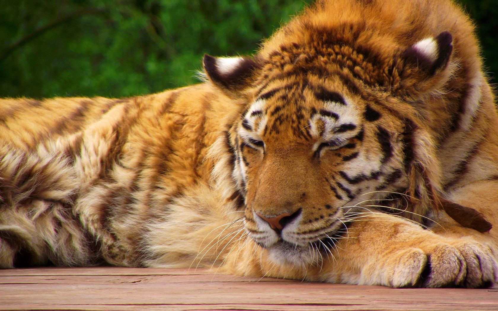 animals, to lie down, lie, muzzle, big cat, tiger, sleep, dream