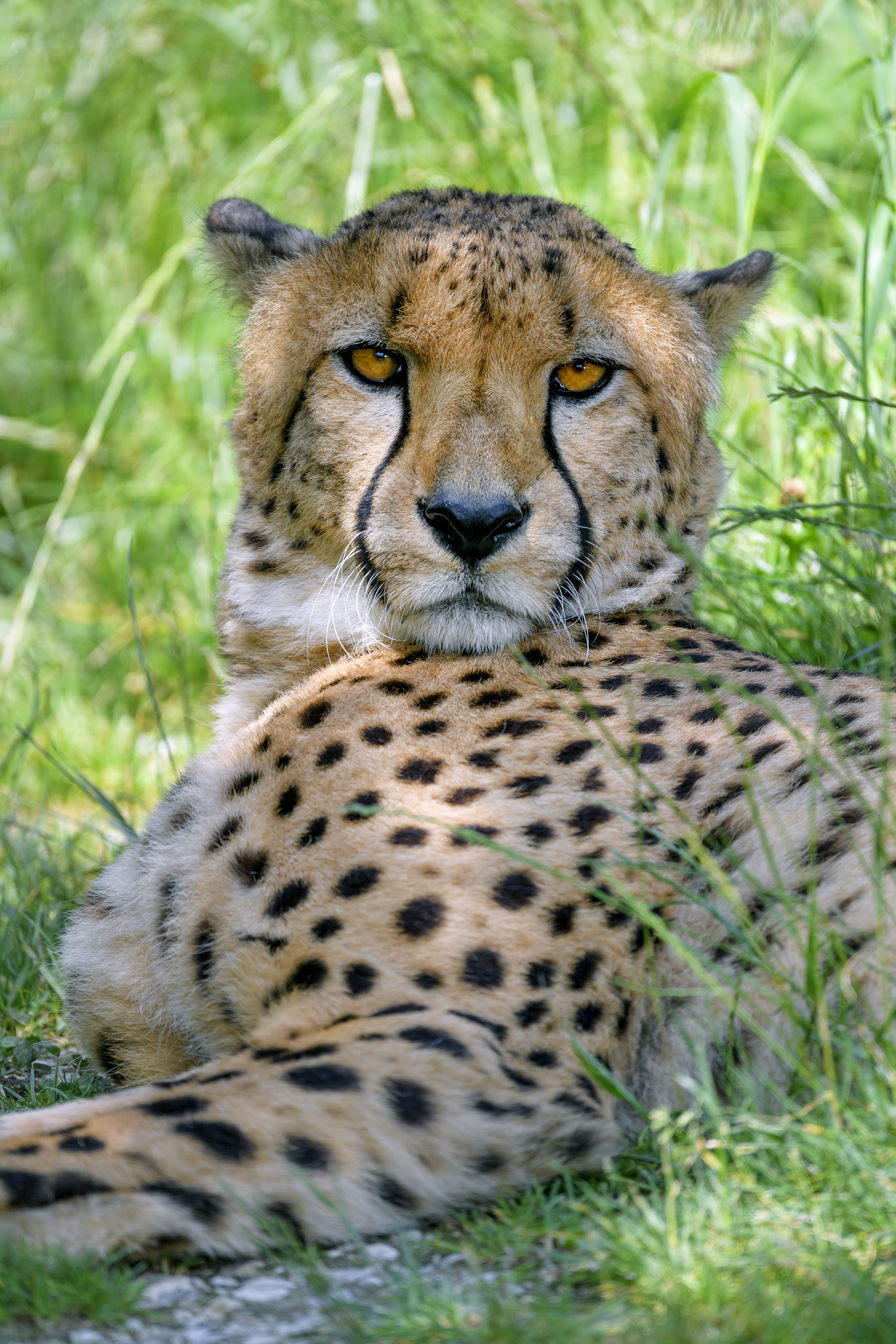 Download mobile wallpaper Sight, Opinion, Animals, Predator, Spots, Big Cat, Stains, Cheetah for free.