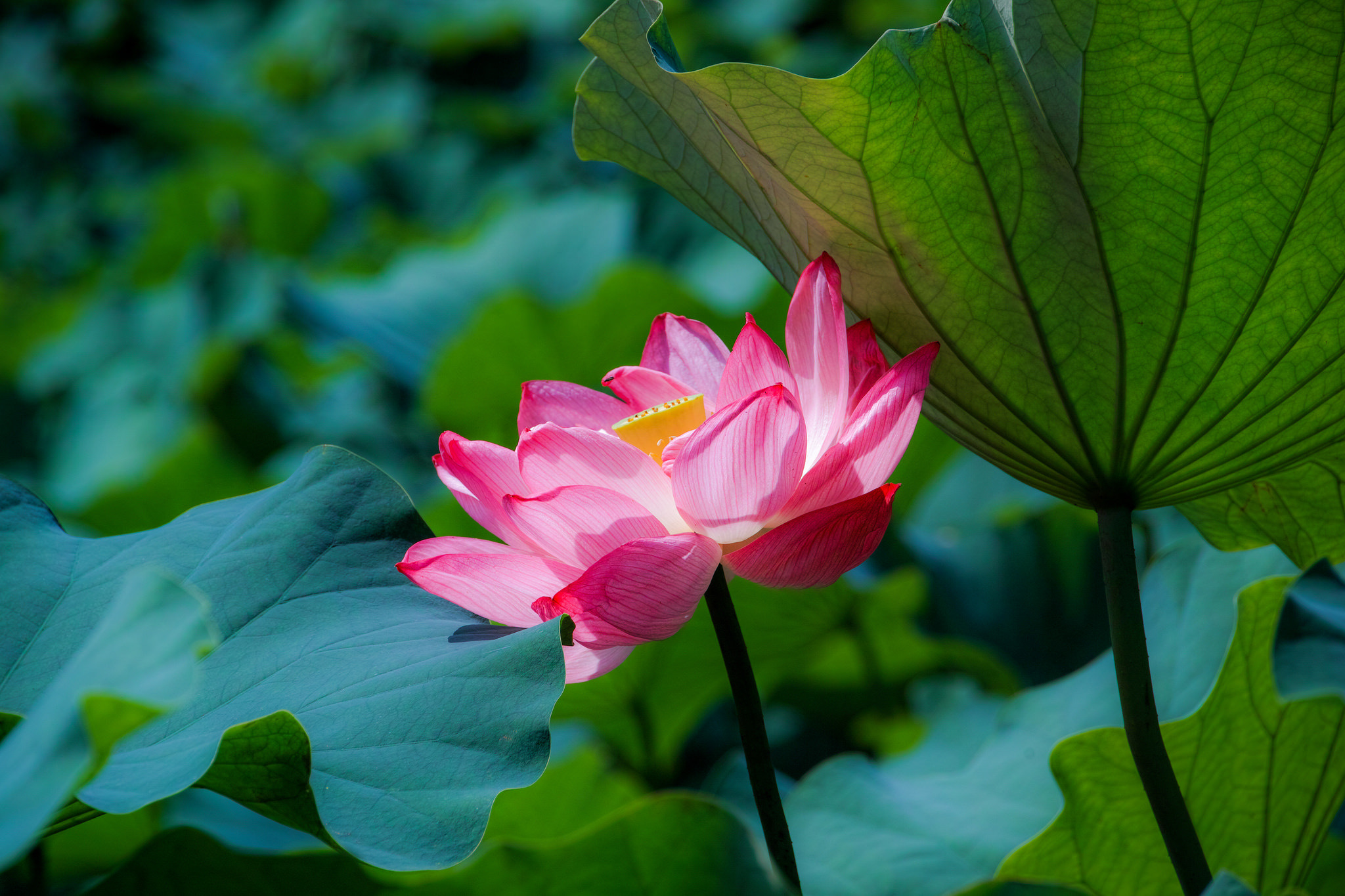 Laden Sie das Natur, Blumen, Lotus, Blume, Blatt, Nahansicht, Seerose, Erde/natur, Pinke Blume-Bild kostenlos auf Ihren PC-Desktop herunter