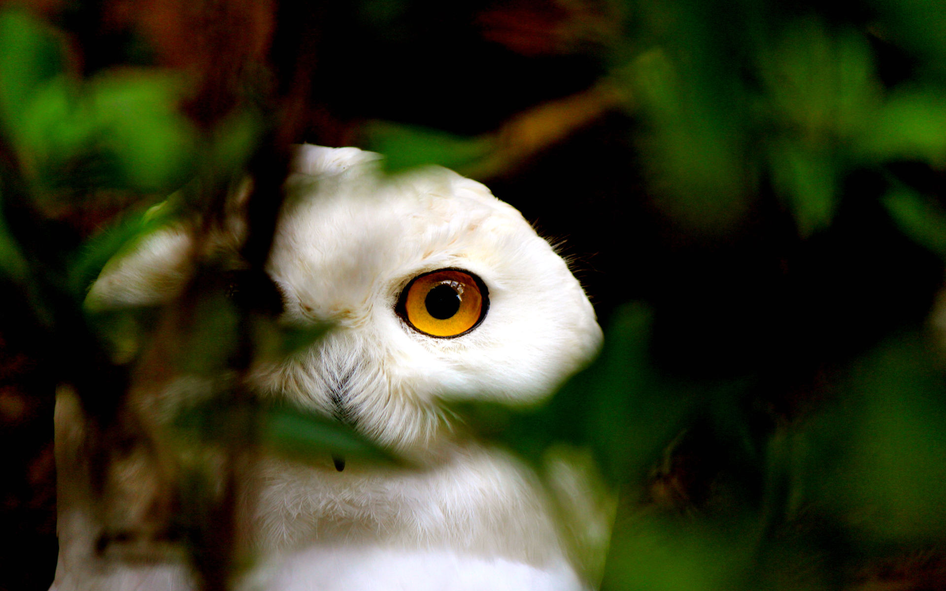 Download mobile wallpaper Snowy Owl, Eye, Bird, Birds, Nature, Animal for free.
