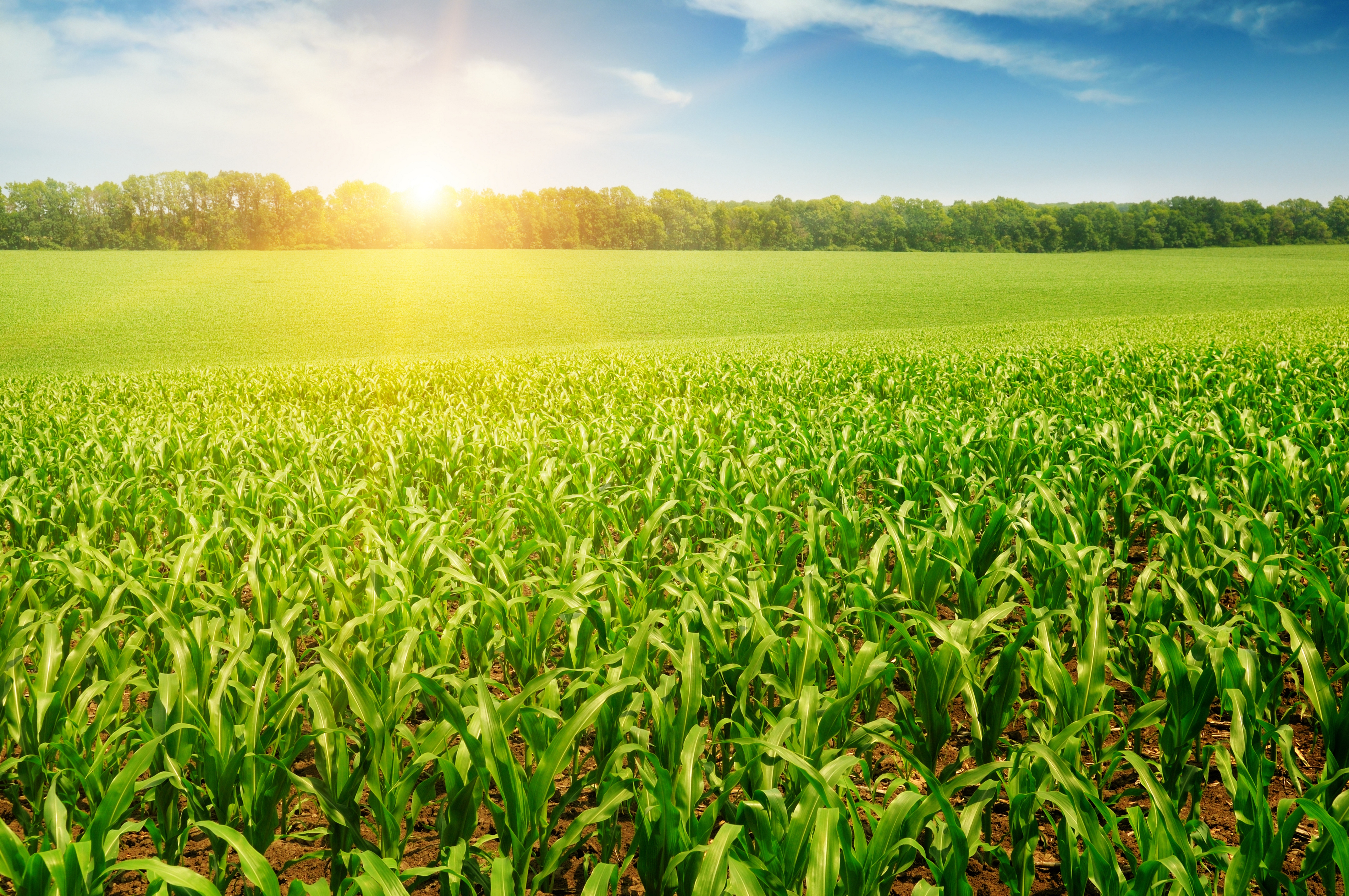 Descarga gratis la imagen Naturaleza, Planta, Campo, Rayo De Sol, Tierra/naturaleza en el escritorio de tu PC