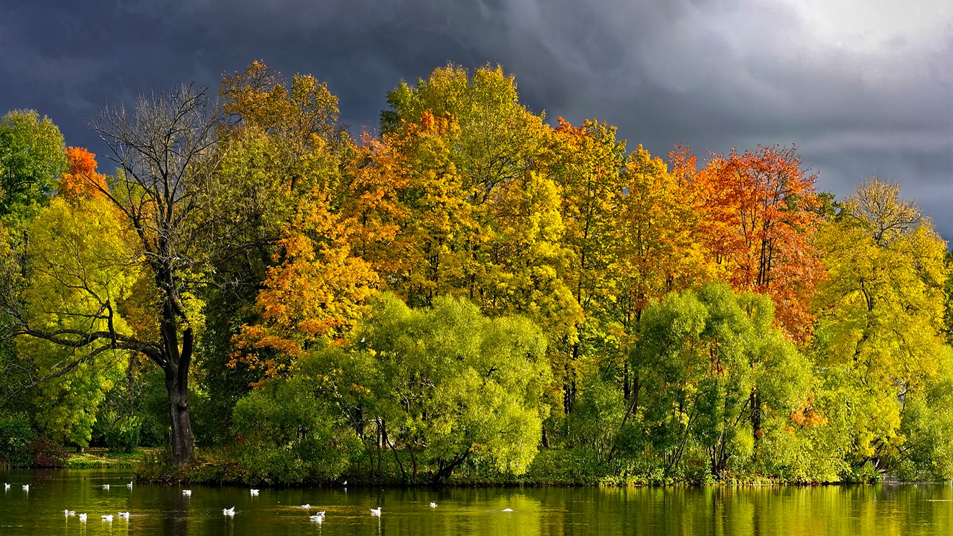 Download mobile wallpaper Lake, Tree, Fall, Earth, Swan for free.