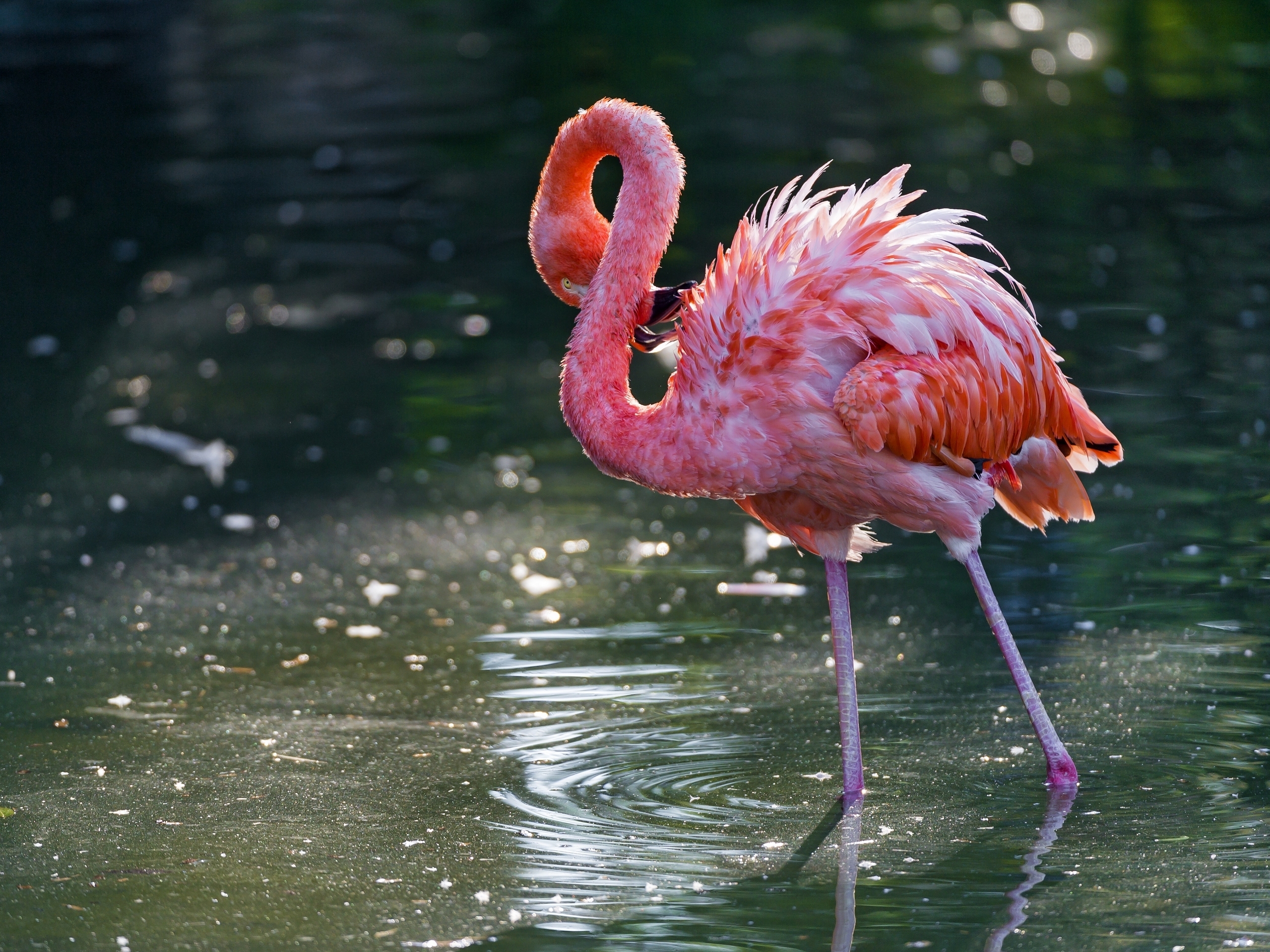 150350 скачать картинку вода, животные, фламинго, птица, стоять - обои и заставки бесплатно