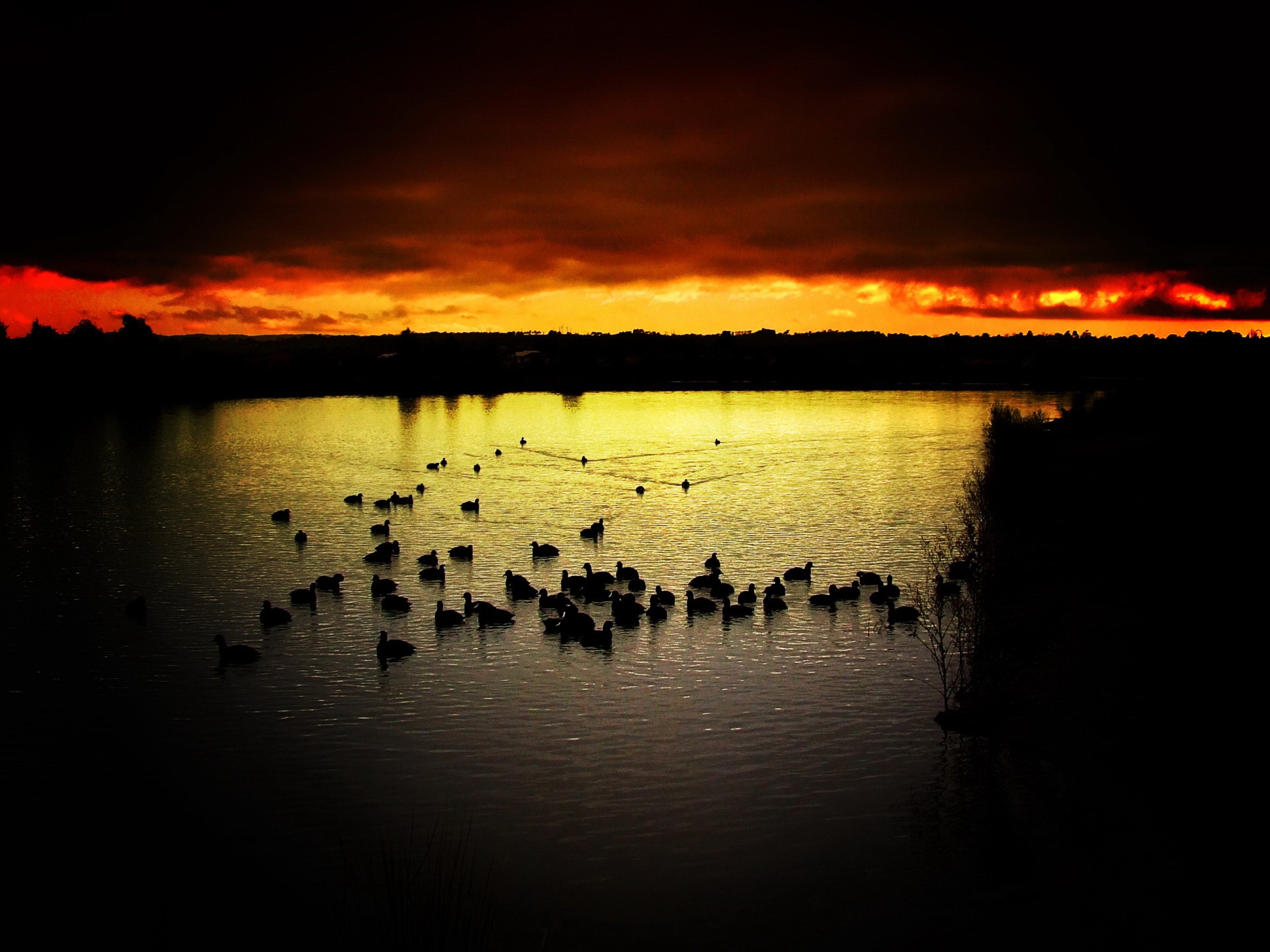 nature, sunset, ducks, sky, lake, evening