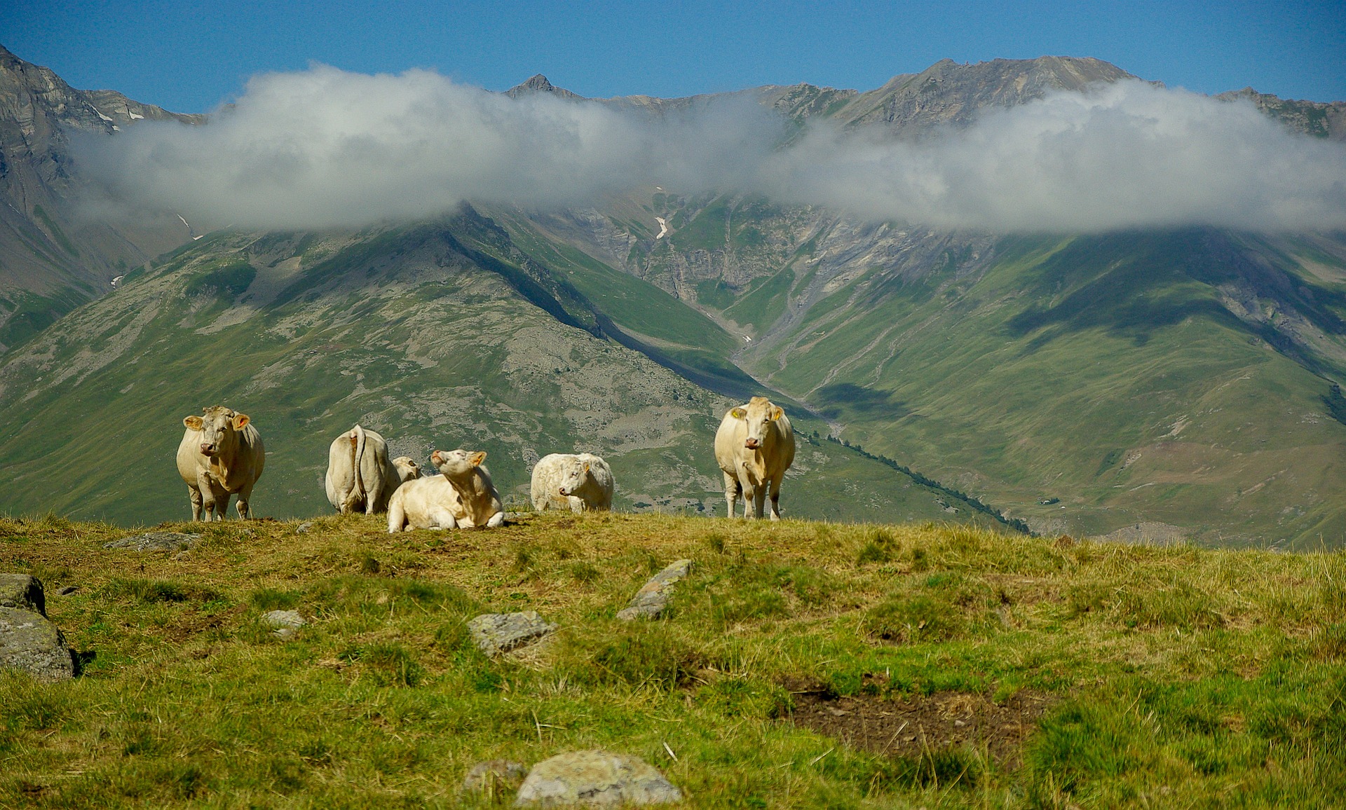 743063 скачать картинку животные, корова, крупный рогатый скот, облака, стадо, ландшафт, гора, пастбище - обои и заставки бесплатно