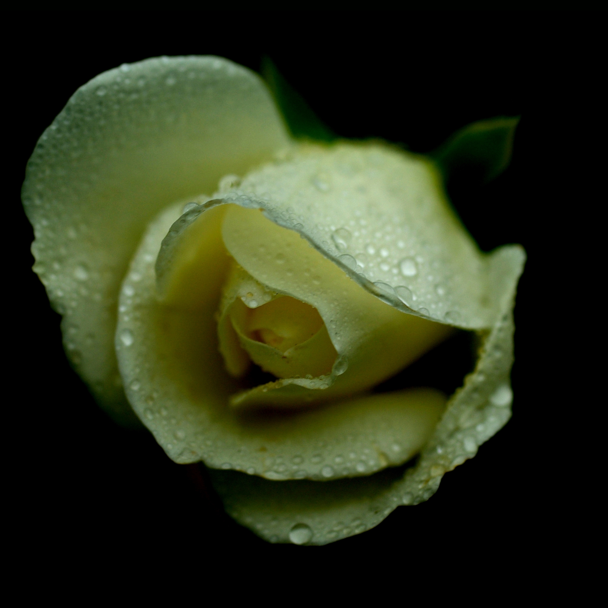 Téléchargez gratuitement l'image Fleurs, Rose, Macro, Rosée, Terre/nature sur le bureau de votre PC