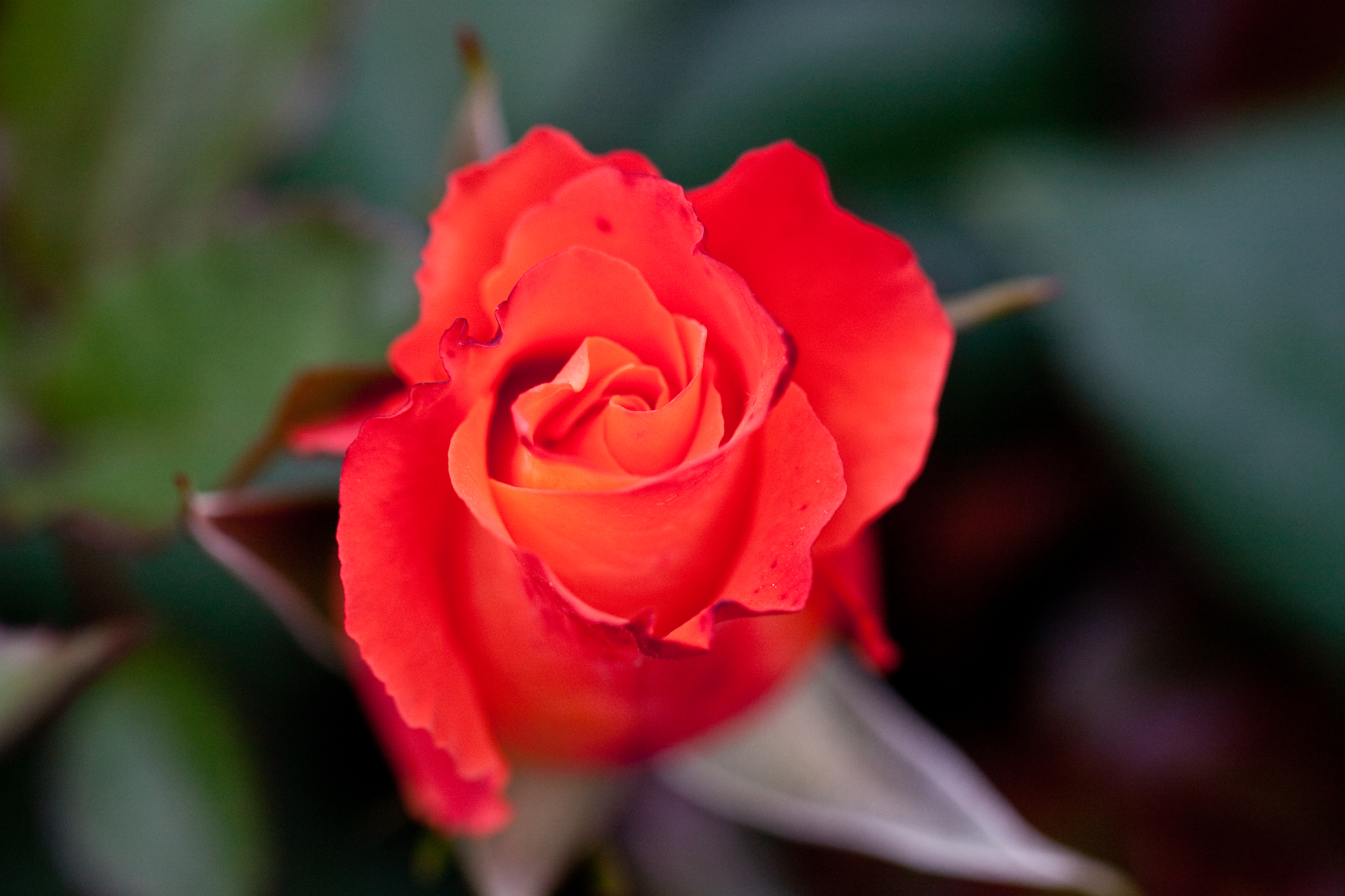 Téléchargez gratuitement l'image Fleurs, Rose, Terre/nature sur le bureau de votre PC