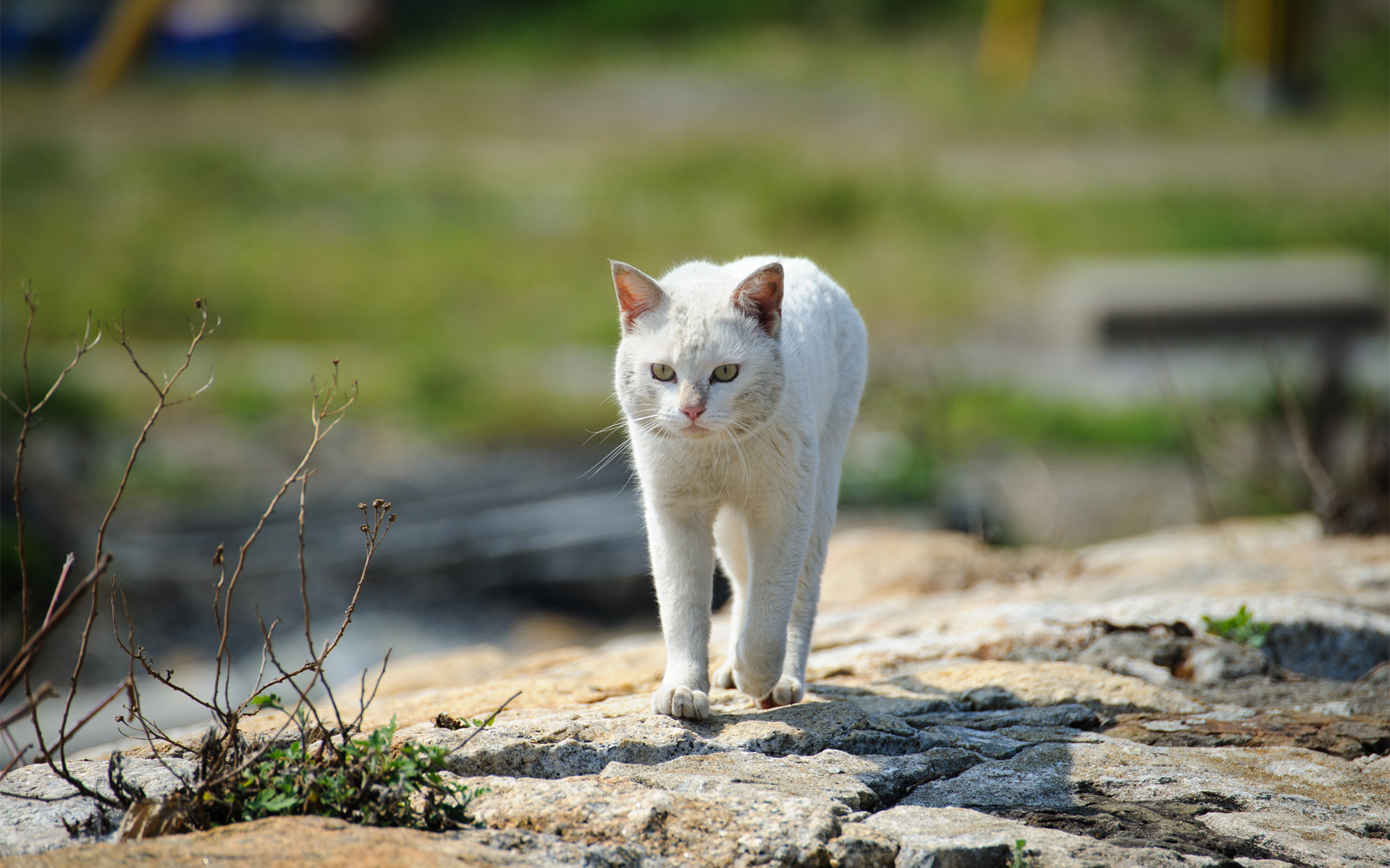 PCデスクトップにネコ, 猫, 動物画像を無料でダウンロード