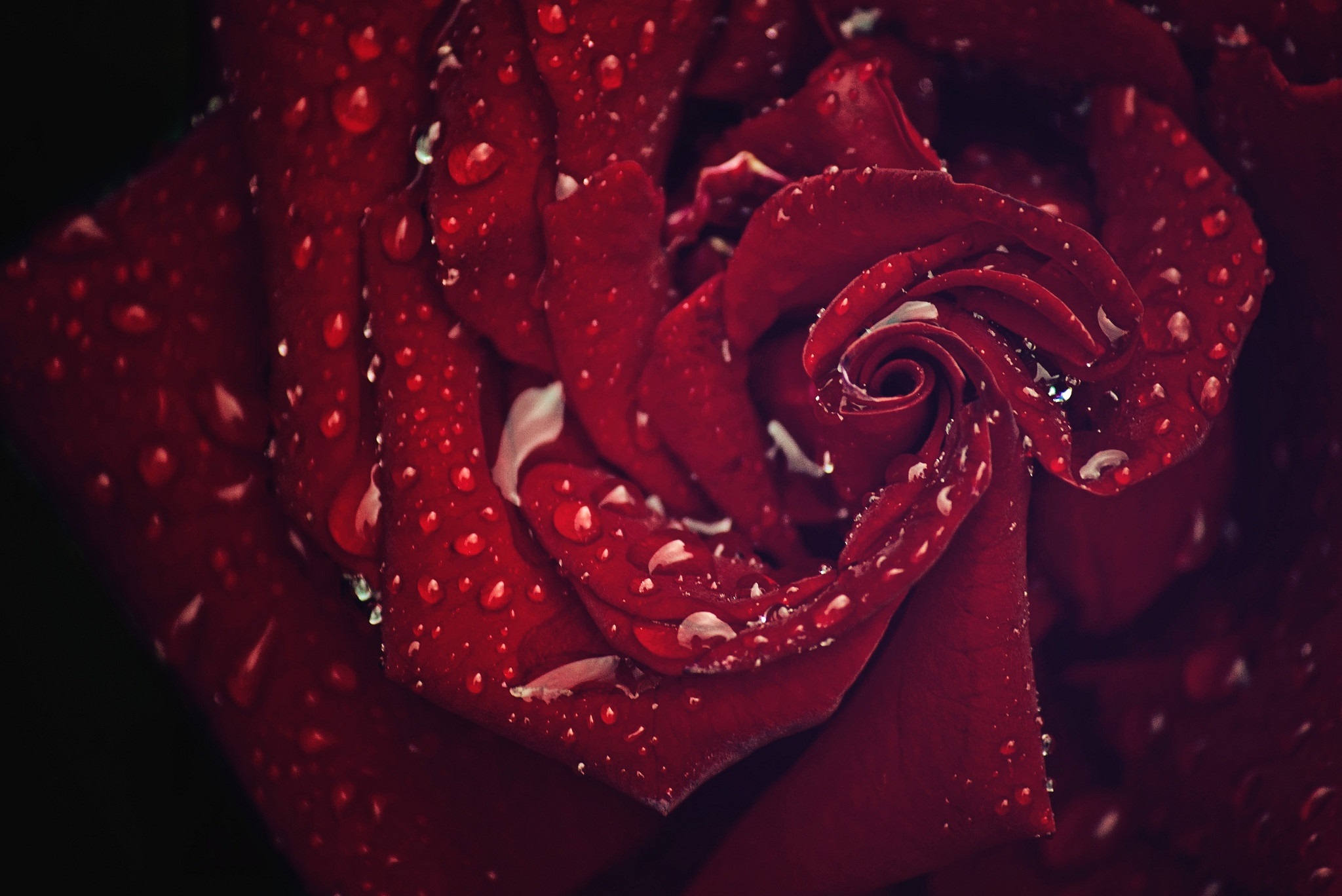 Free download wallpaper Flowers, Flower, Rose, Earth, Red Rose, Water Drop on your PC desktop