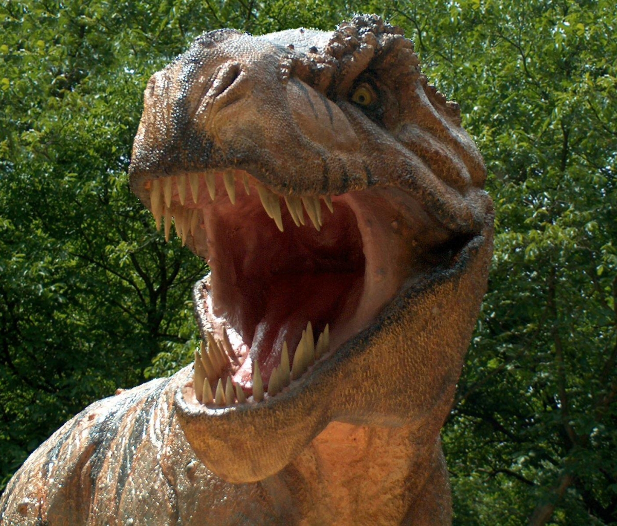 Téléchargez des papiers peints mobile Animaux, Dinosaures, Tyrannosaure Rex gratuitement.