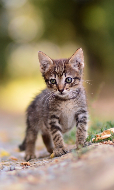 Download mobile wallpaper Cats, Cat, Kitten, Animal, Baby Animal, Depth Of Field for free.