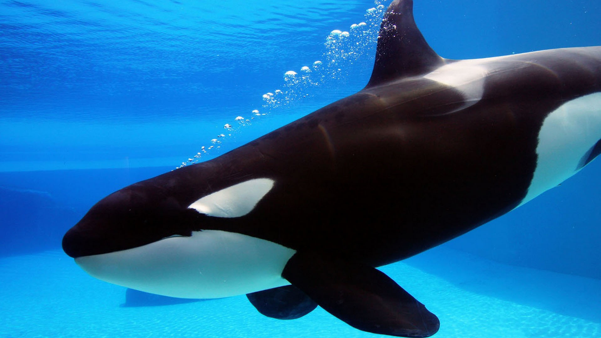 647039 baixar papel de parede animais, orca - protetores de tela e imagens gratuitamente