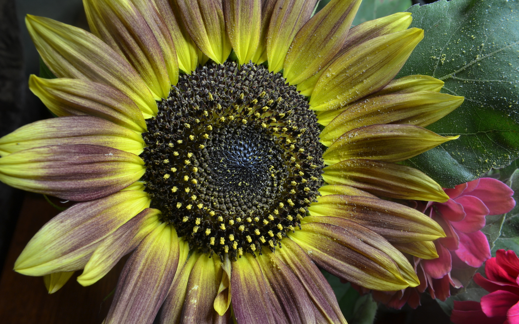 Téléchargez des papiers peints mobile Fleurs, Fleur, Fermer, Tournesol, Fleur Jaune, Terre/nature gratuitement.