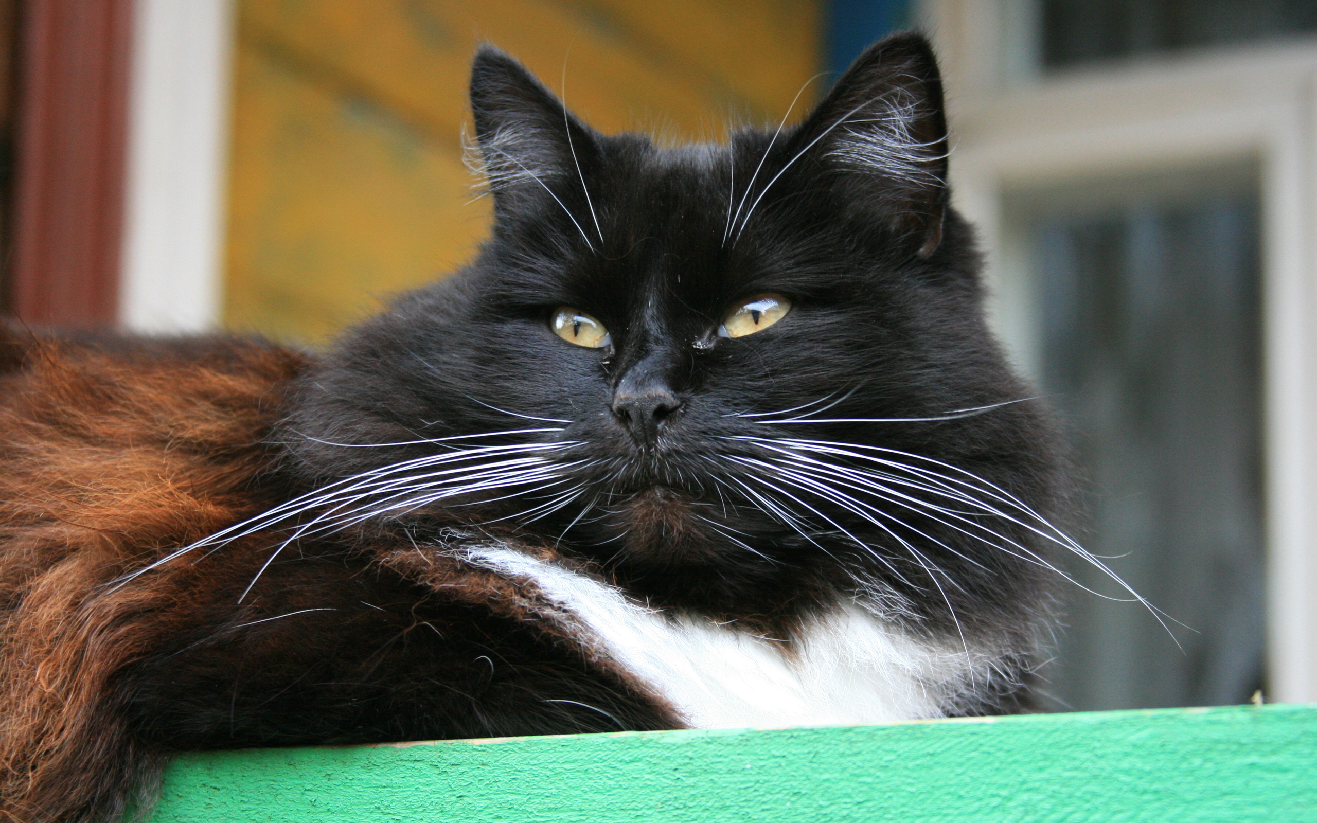 Baixar papel de parede para celular de Animais, Gato gratuito.