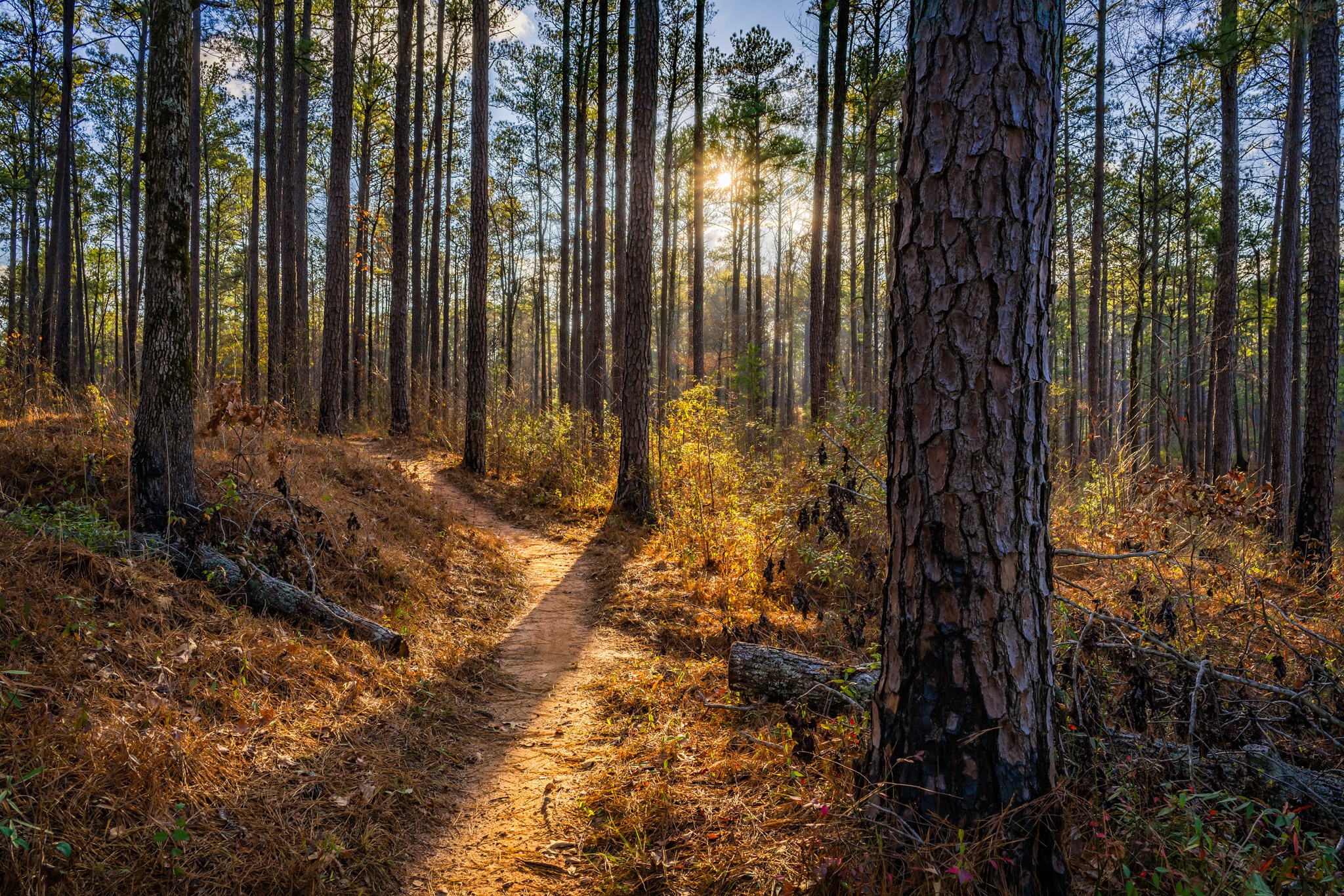 Free download wallpaper Nature, Forest, Tree, Earth, Path on your PC desktop