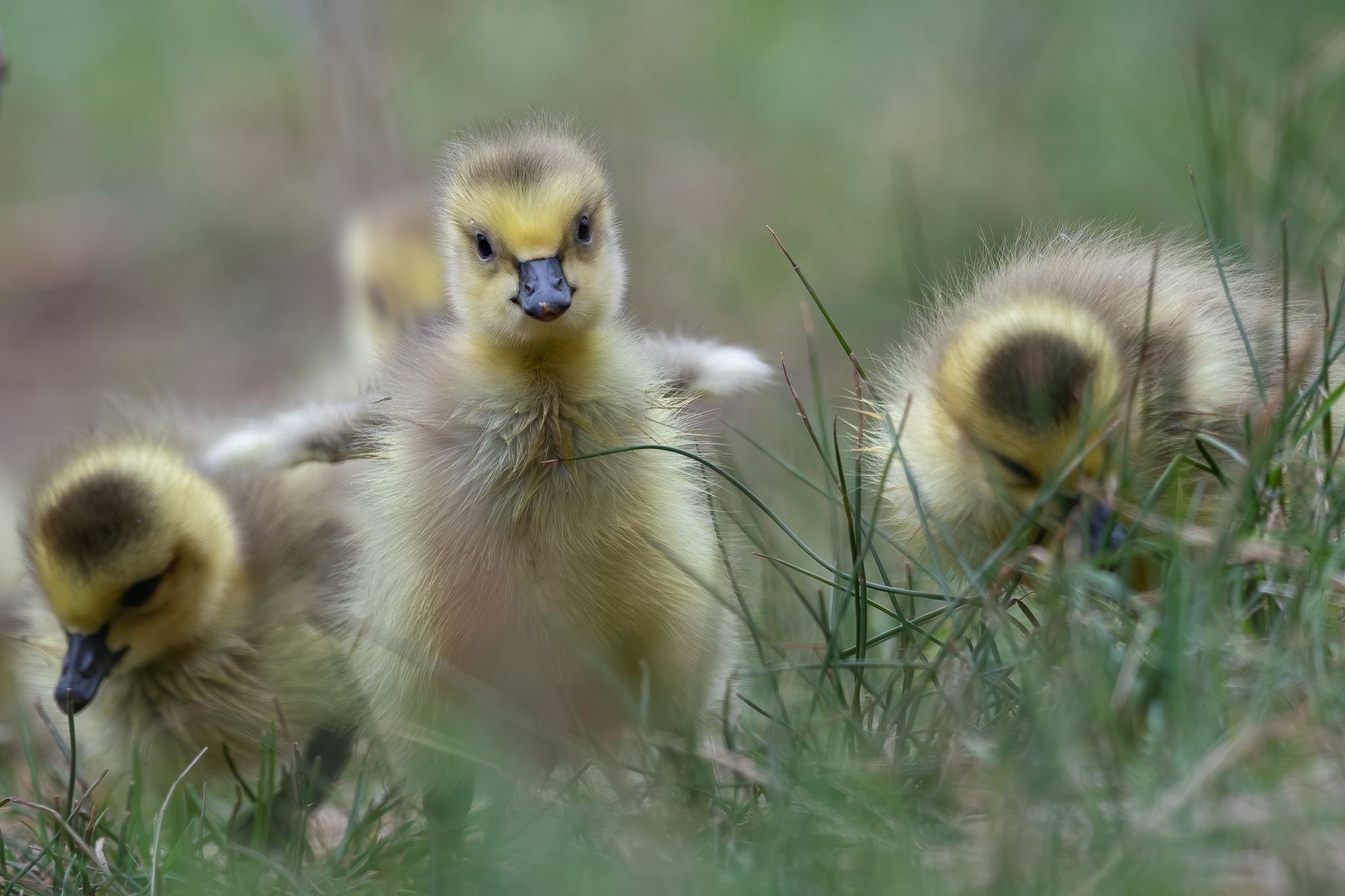Download mobile wallpaper Birds, Animal, Duck, Chick, Baby Animal for free.
