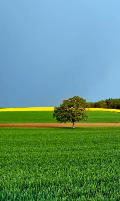 Download mobile wallpaper Trees, Rainbow, Horizon, Tree, Earth, Field, Spring, Meadow for free.