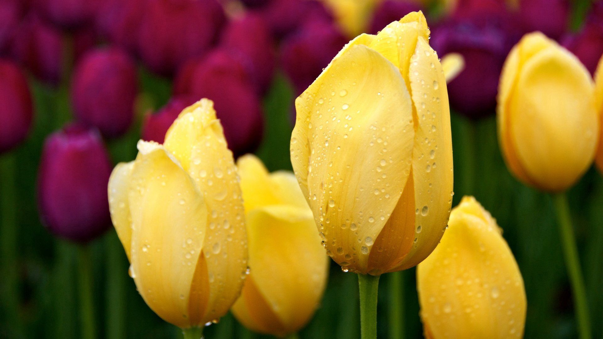 Full HD Wallpaper drops, greens, flowers, tulips, buds, different
